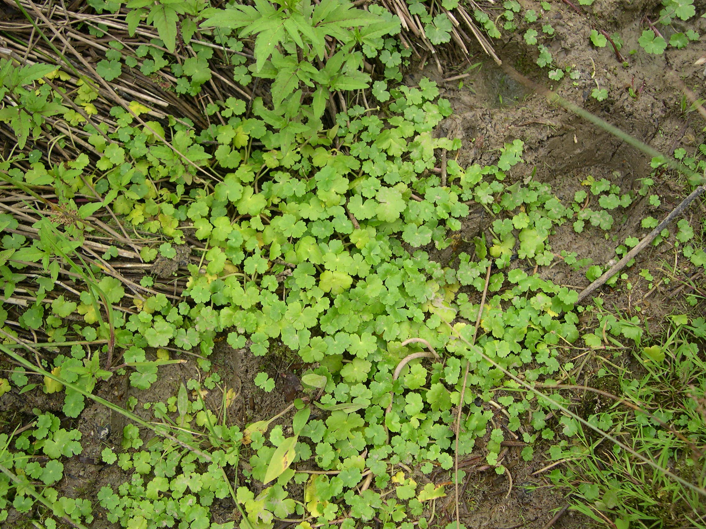 Afficher le média hydrocotyle_vulgaris1md hydrocotyle_vulgaris1md
