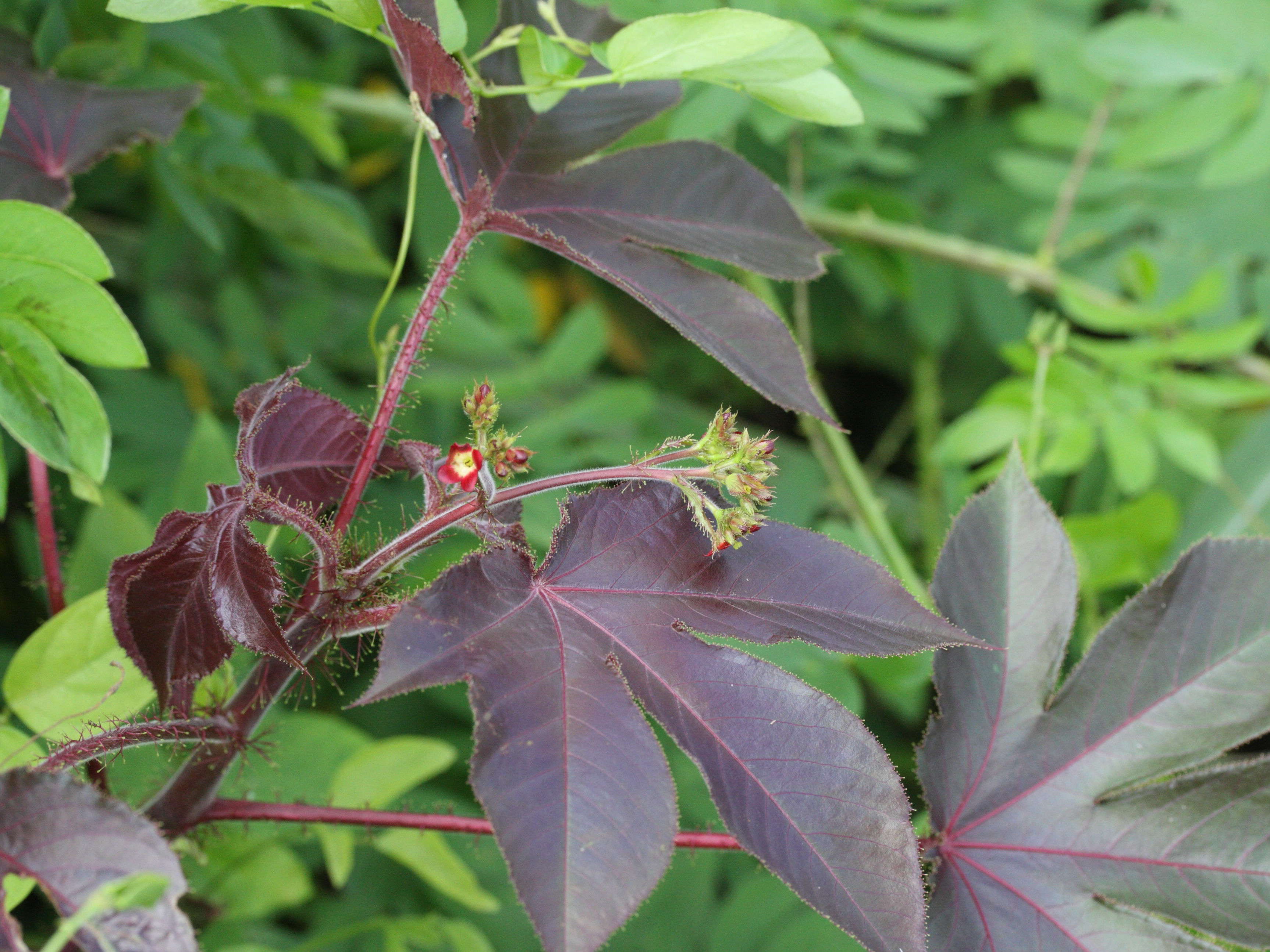Afficher le média jatropha_gossypifolia2md jatropha_gossypifolia2md