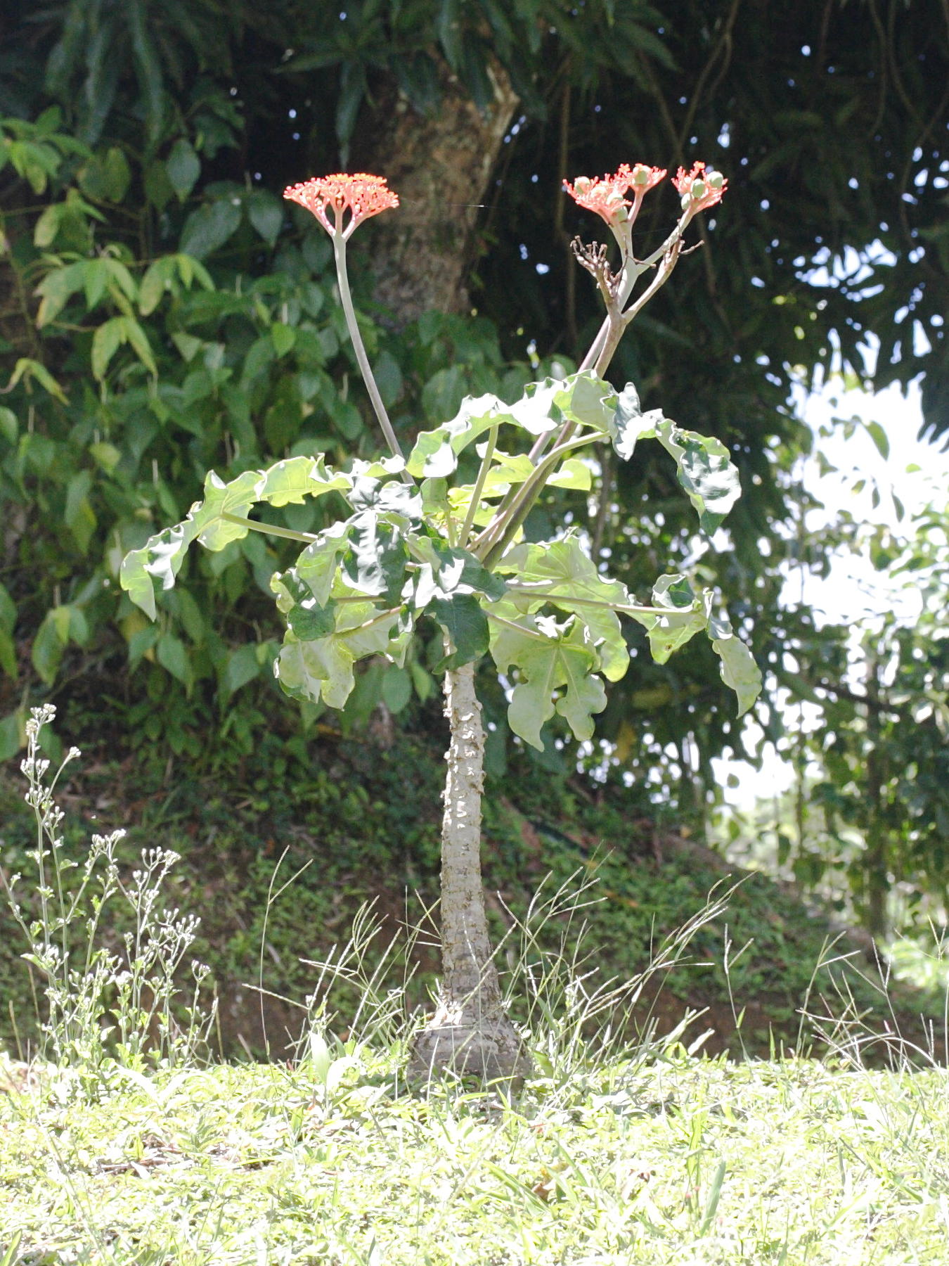 Afficher le média jatropha_podagrica3md jatropha_podagrica3md