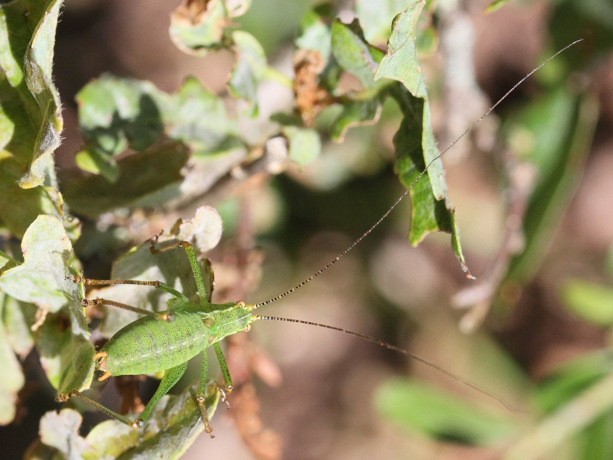 leptophyes_punctatissima5amd