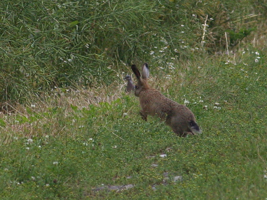 lepus_europaeus3bd