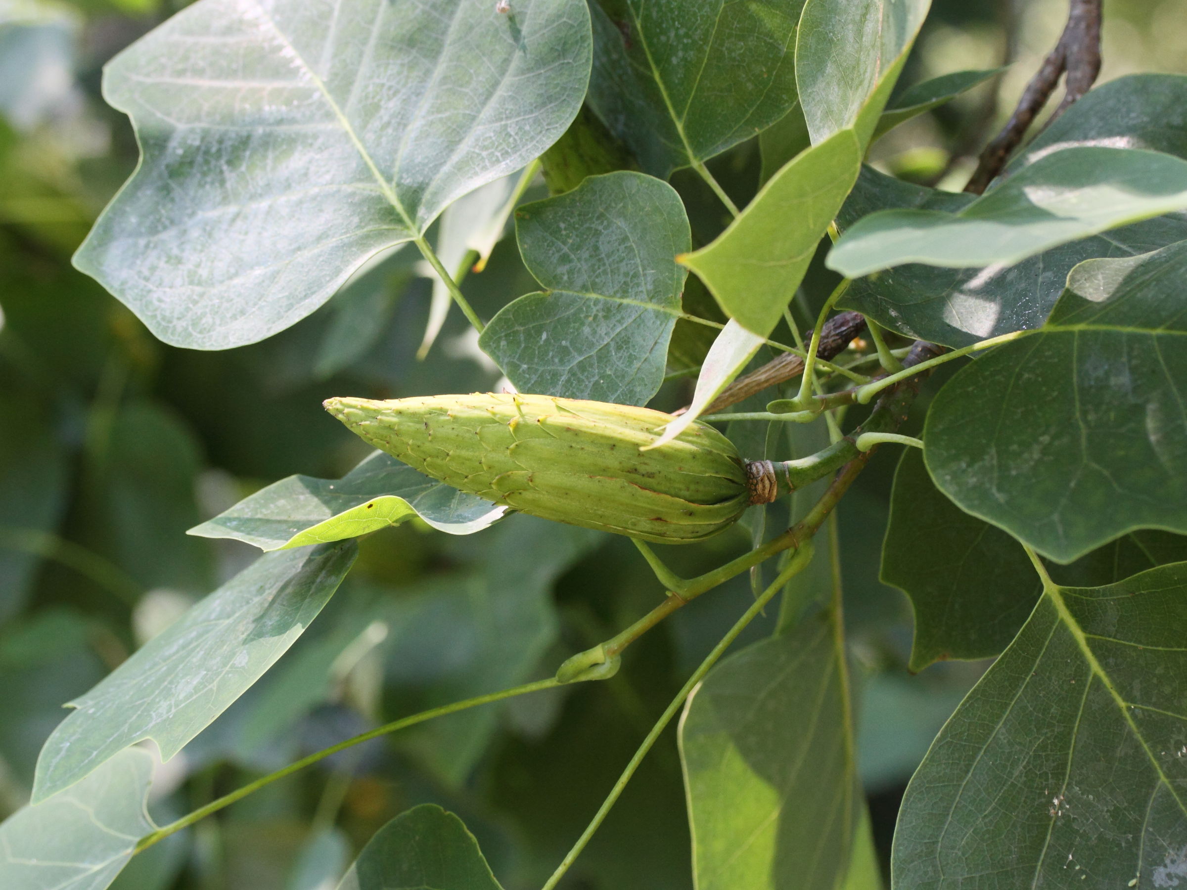 liriodendron_tulipifera6md