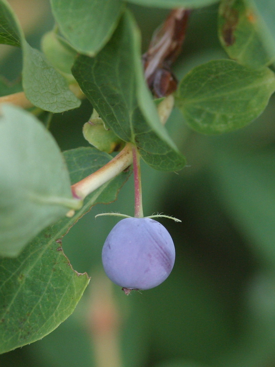 lonicera_caerulea2md