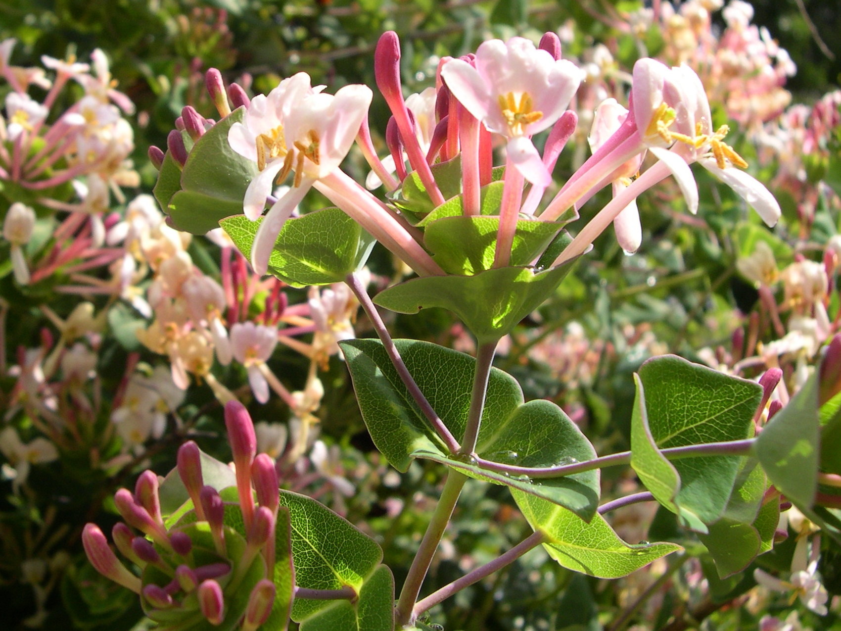 lonicera_implexa4md