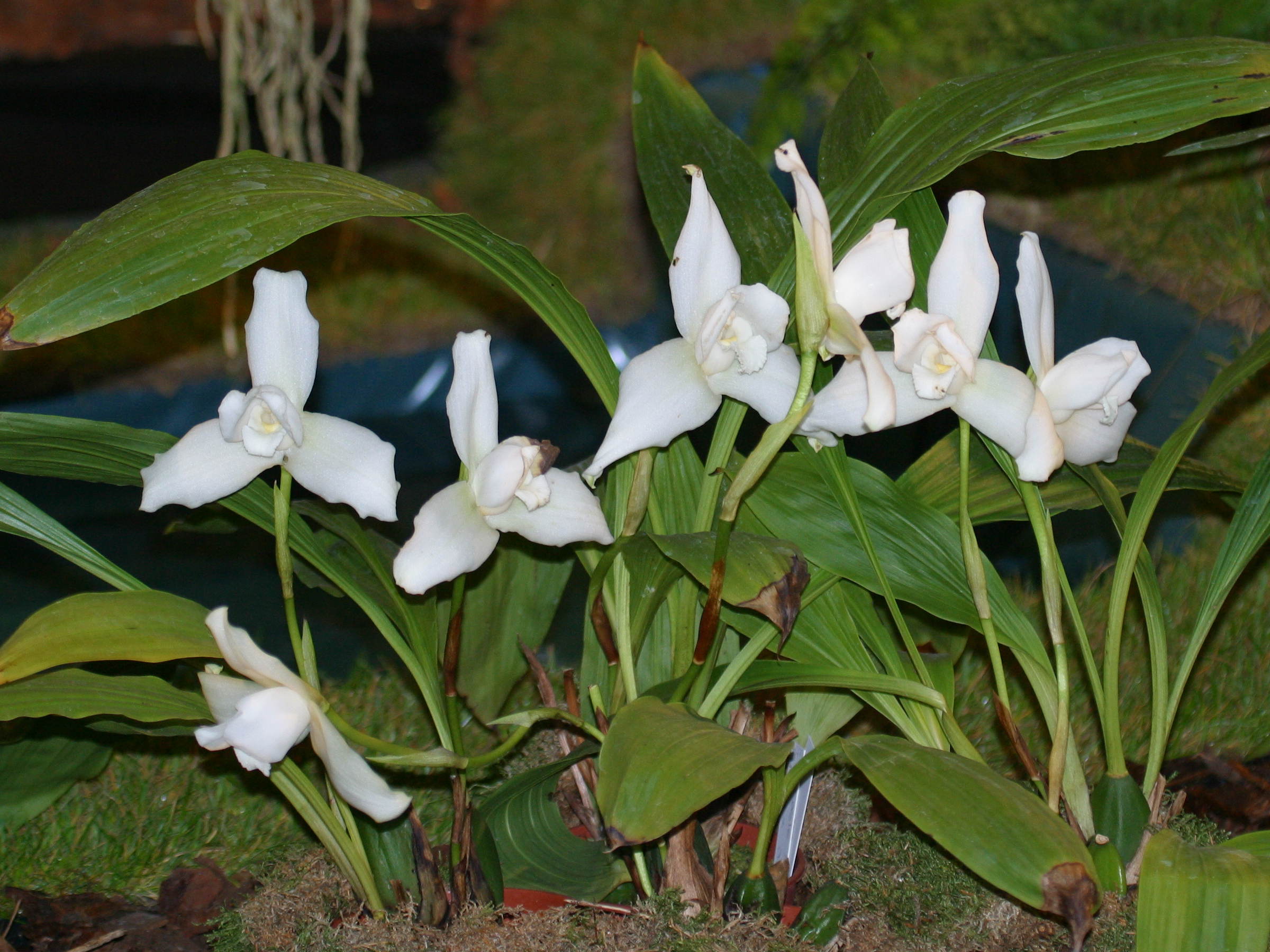 Afficher le média lycaste_skinneri_alba1bd lycaste_skinneri_alba1bd