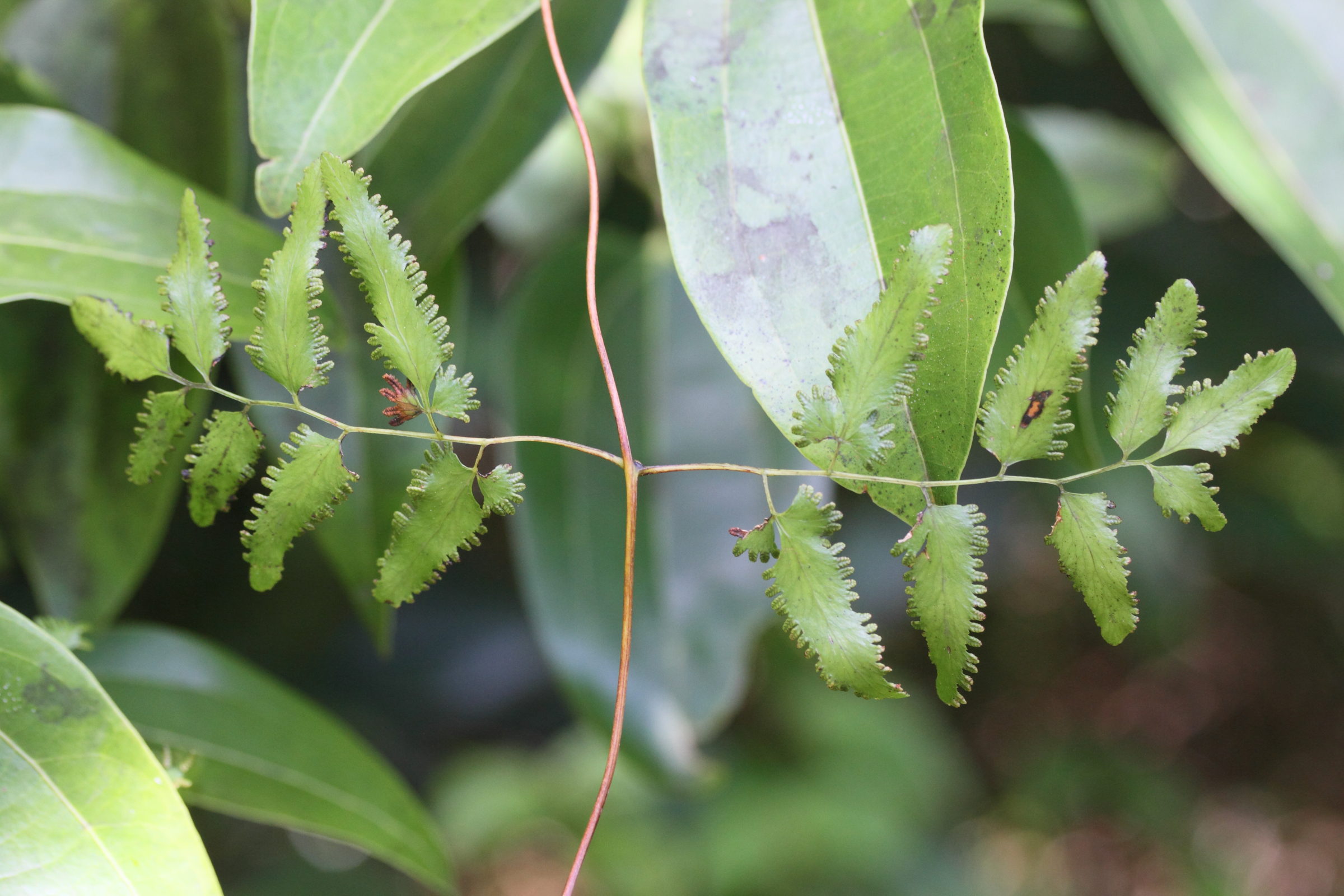 lygodium_lanceolatum4md