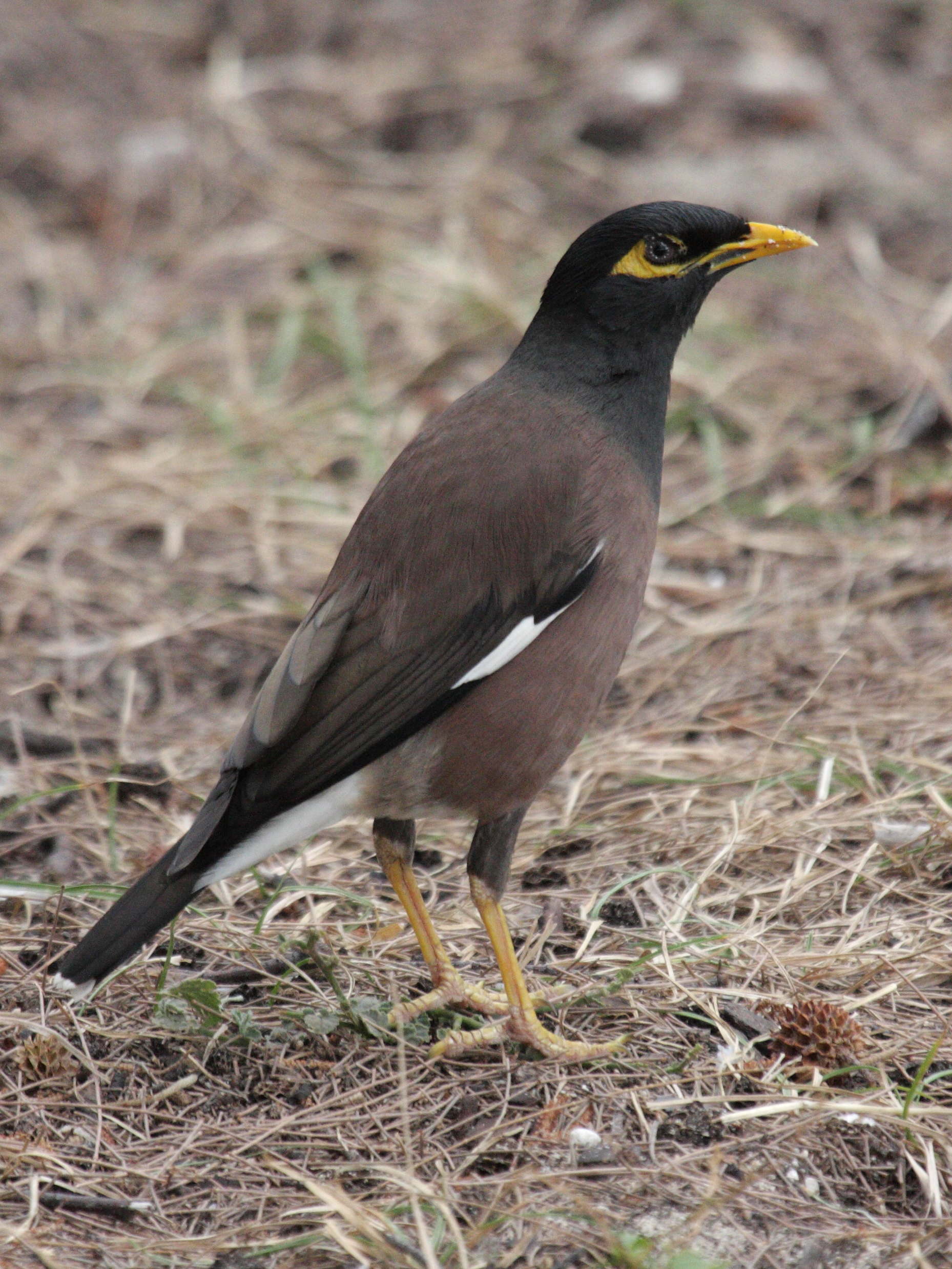 martin_triste_-_acridotheres_tristis1bd