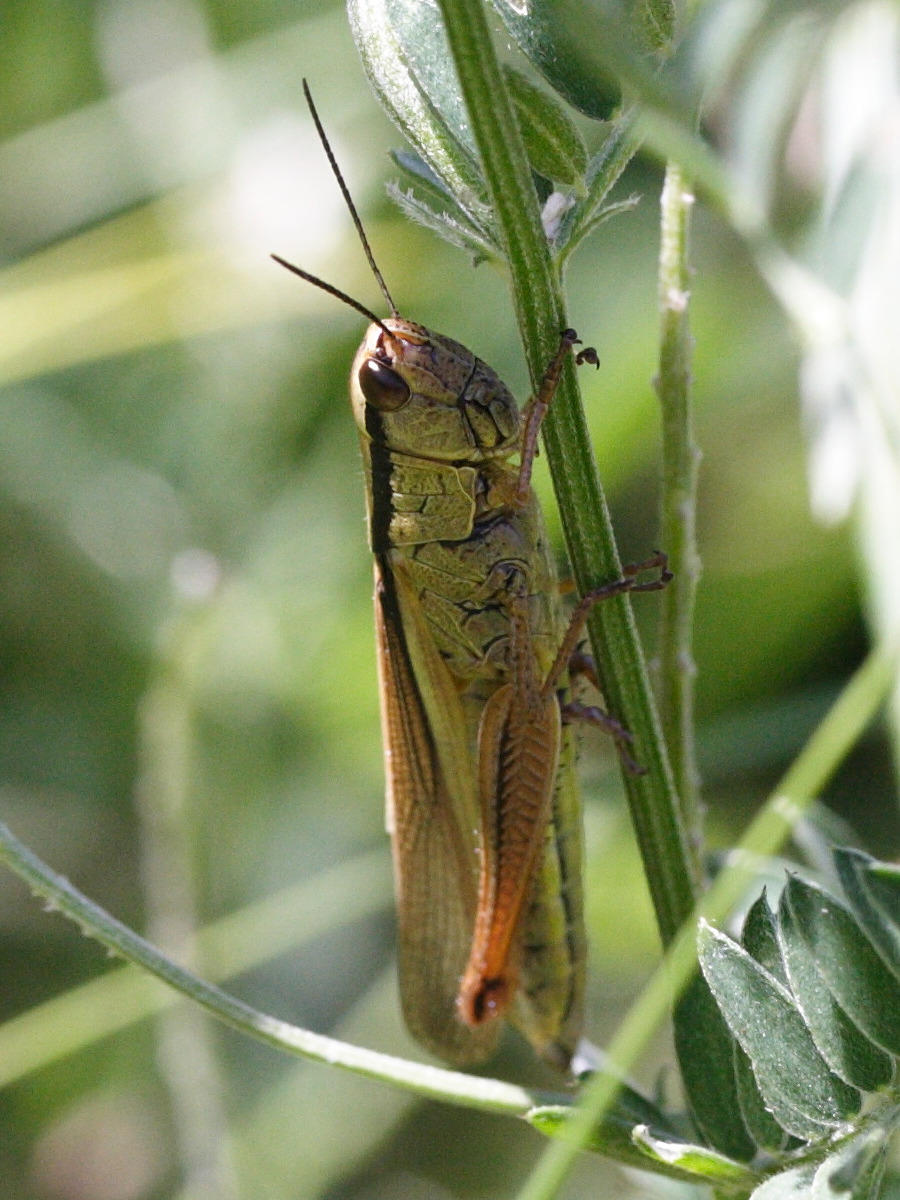 mecostethus_alliaceus5md