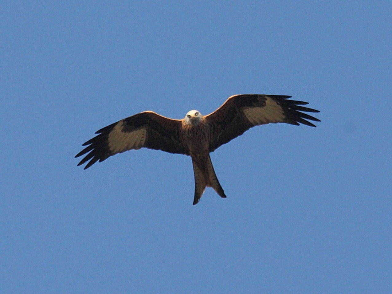 milan_royal_-_milvus_milvus2md