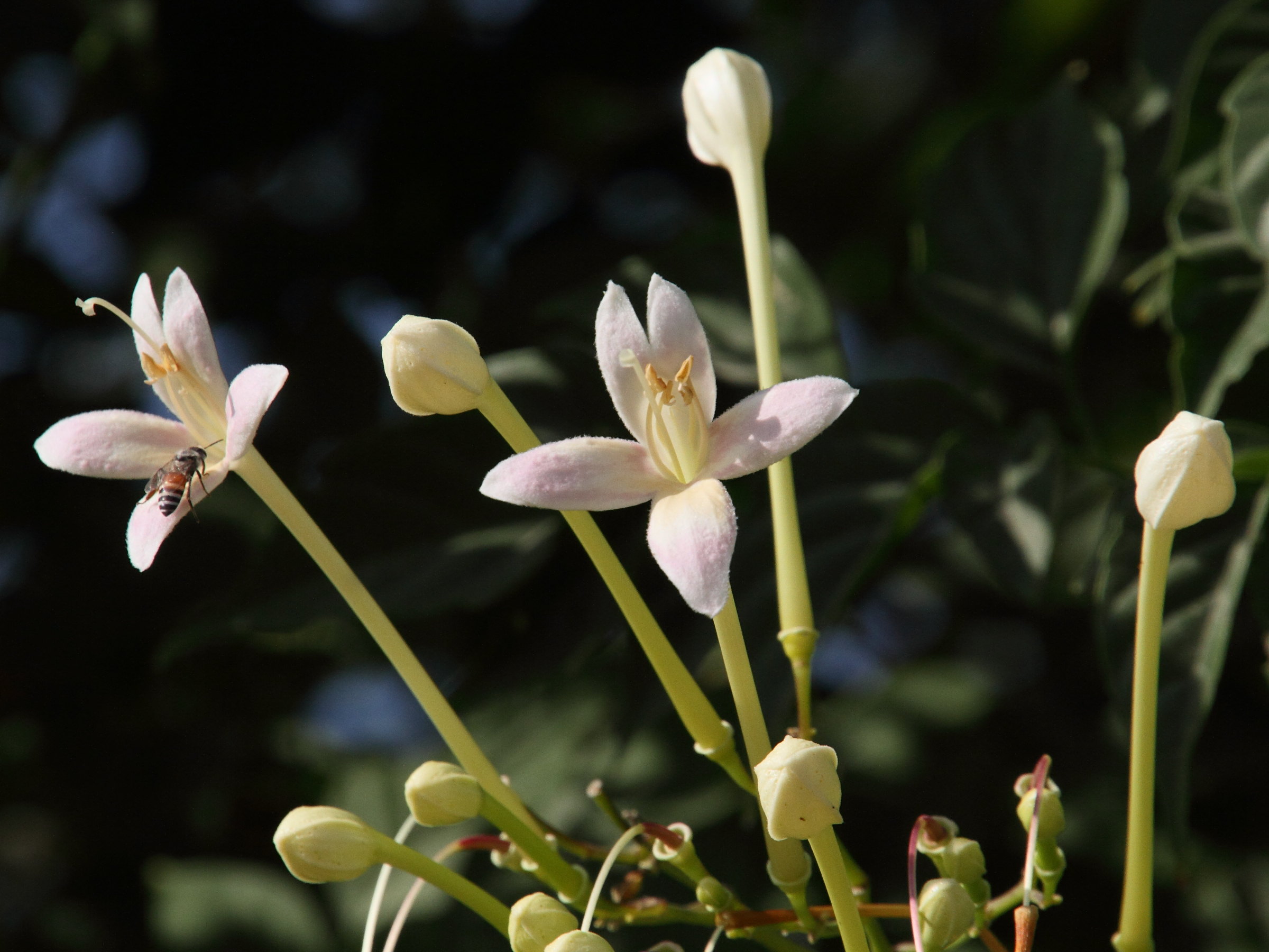 Afficher le média millingtonia_hortensis2md millingtonia_hortensis2md