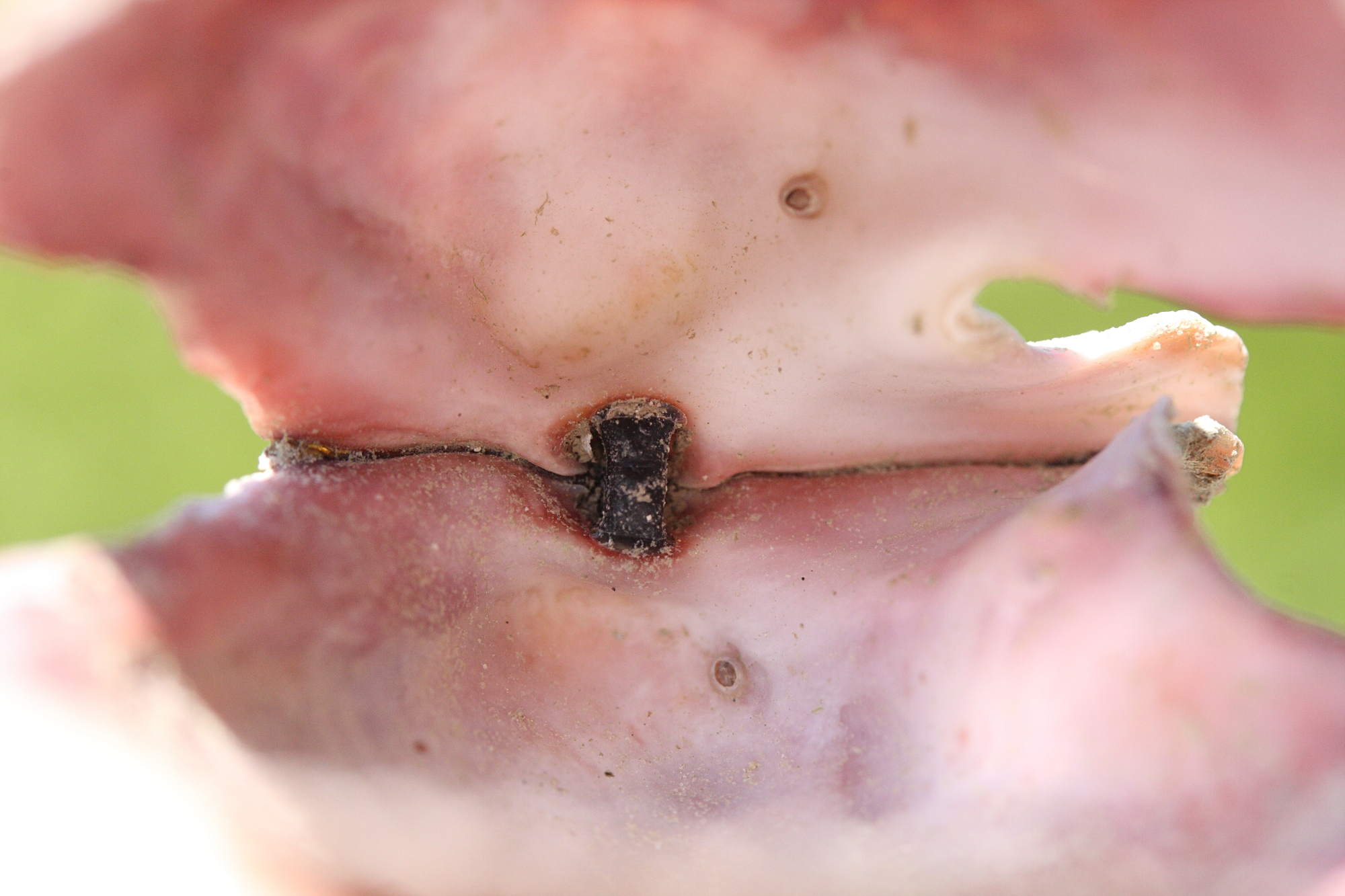 mimachlamys_varia3md