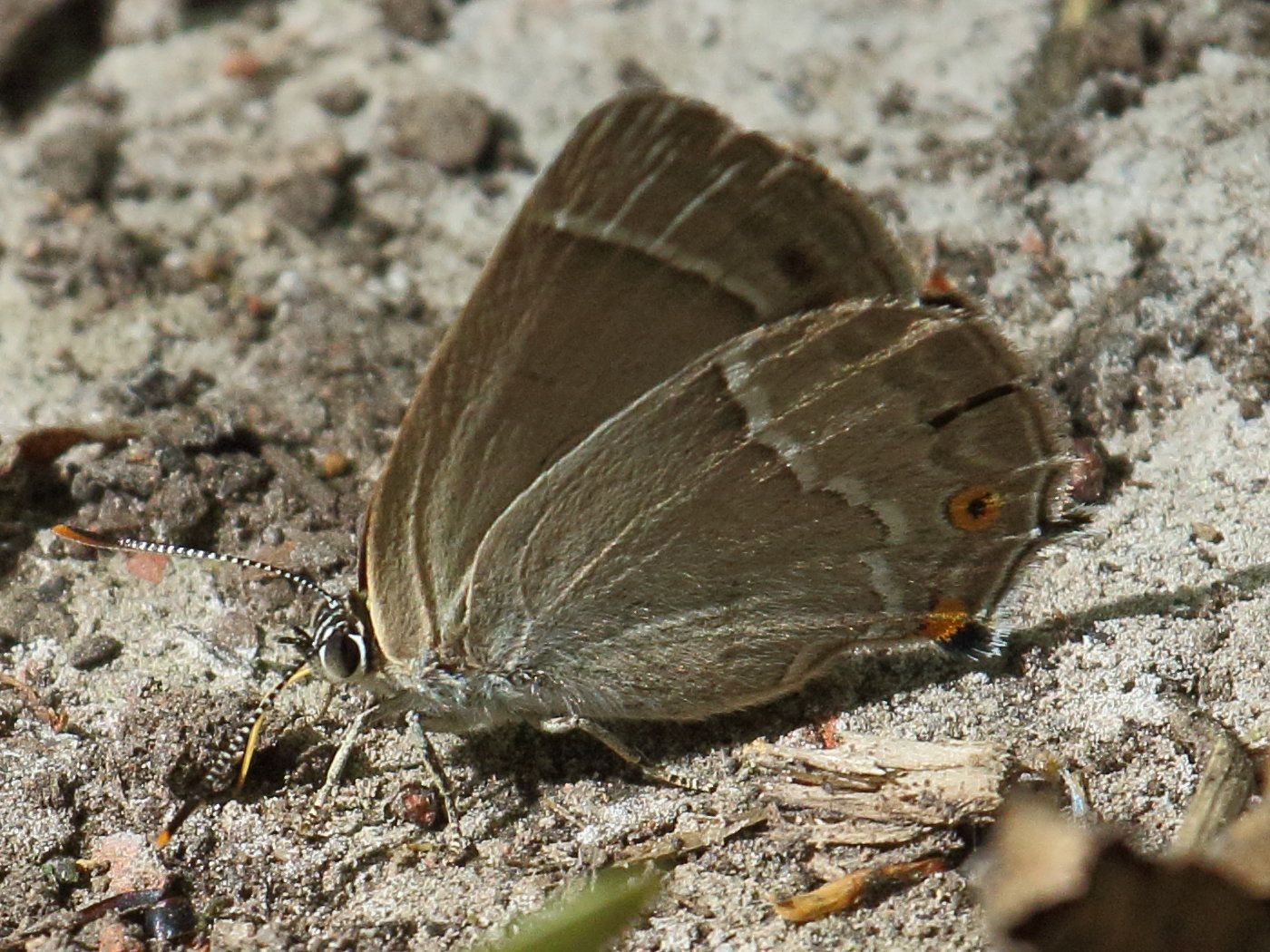 neozephyrus_quercus3bd