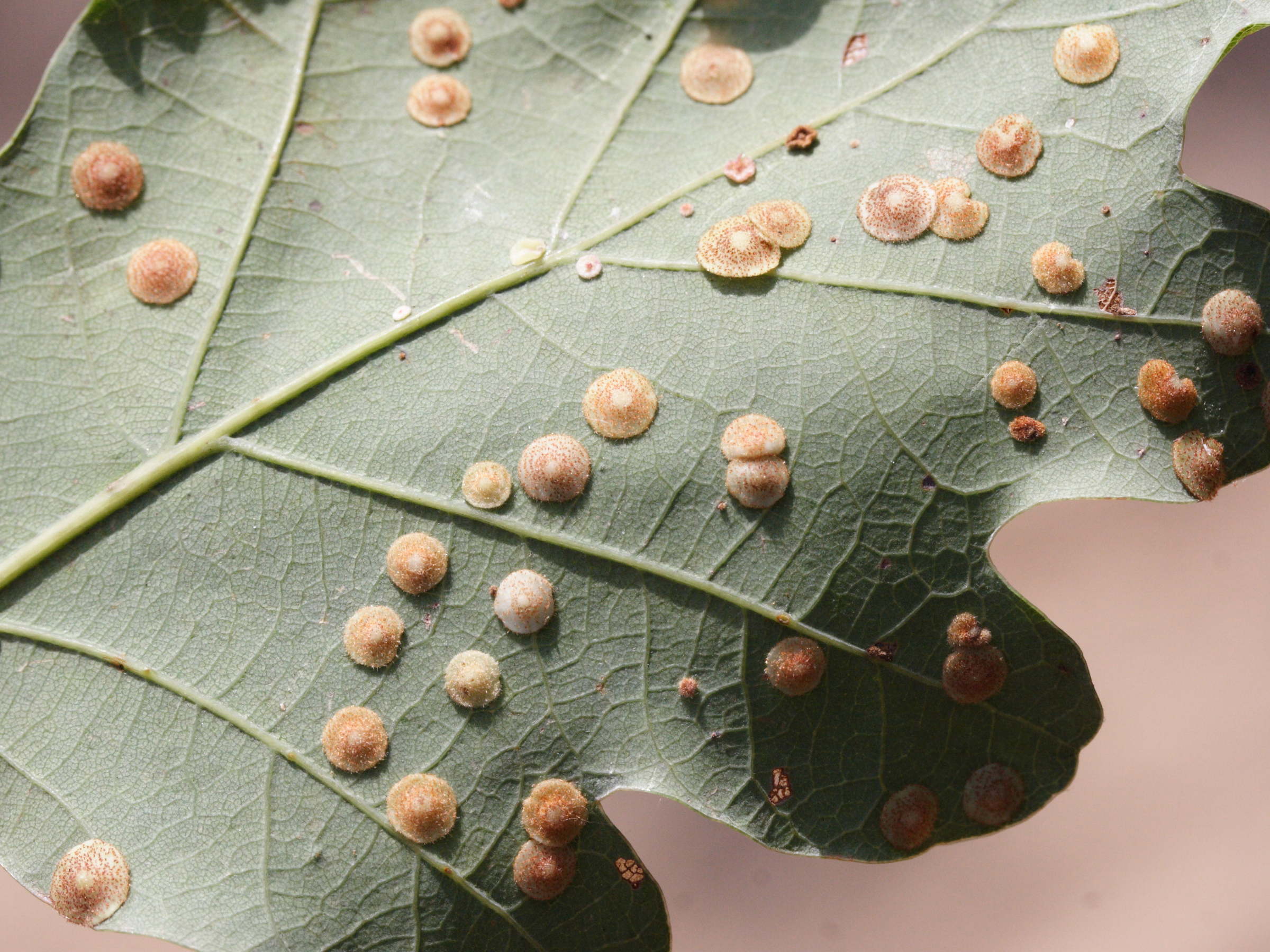 neuroterus_quercusbaccarum_galle1md