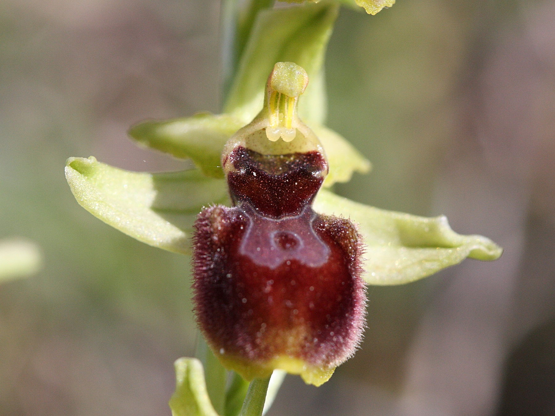 Afficher le média ophrys_arachnitiformis6bd ophrys_arachnitiformis6bd