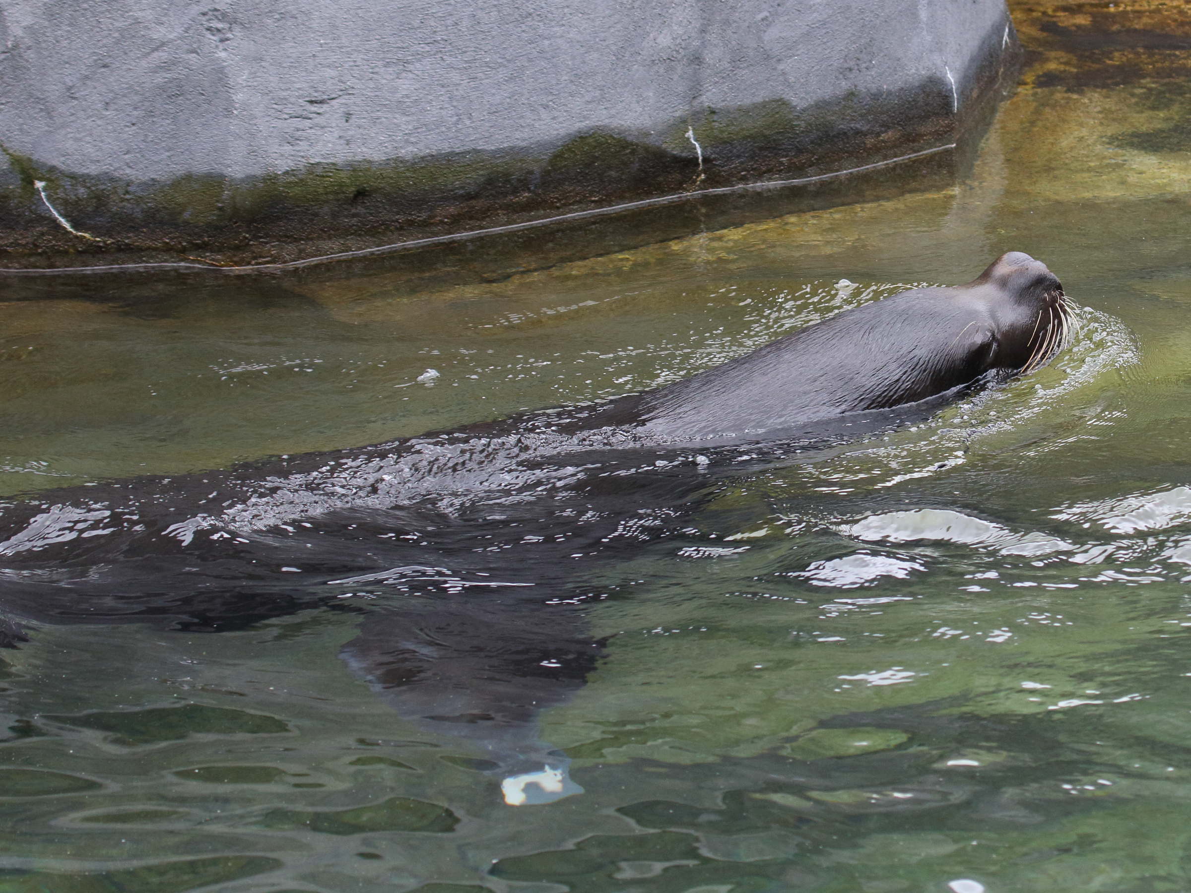 otaria_flavescens3bd