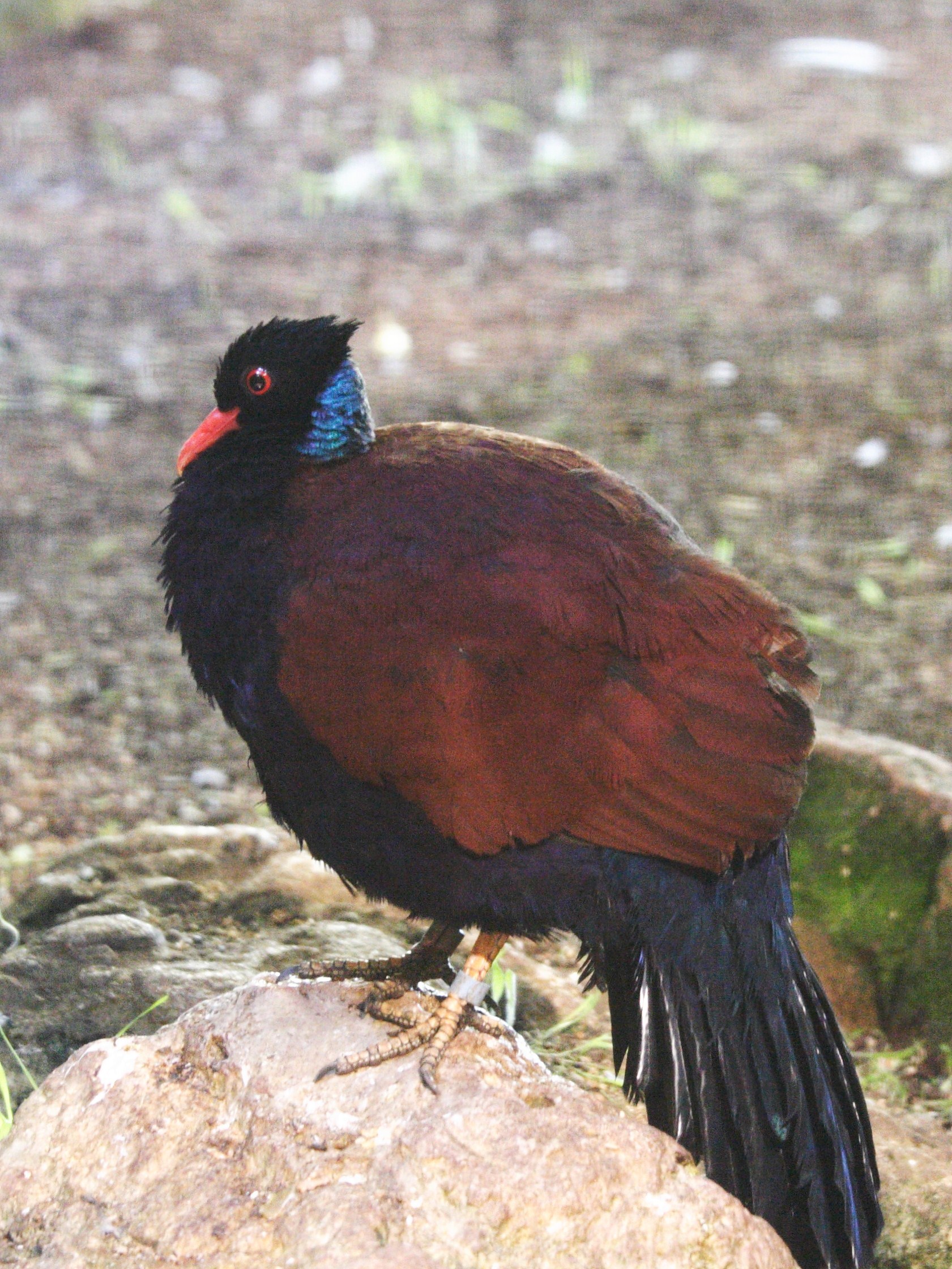 Afficher le média otidiphaps_noble_-_otidiphaps_nobilis2md otidiphaps_noble_-_otidiphaps_nobilis2md