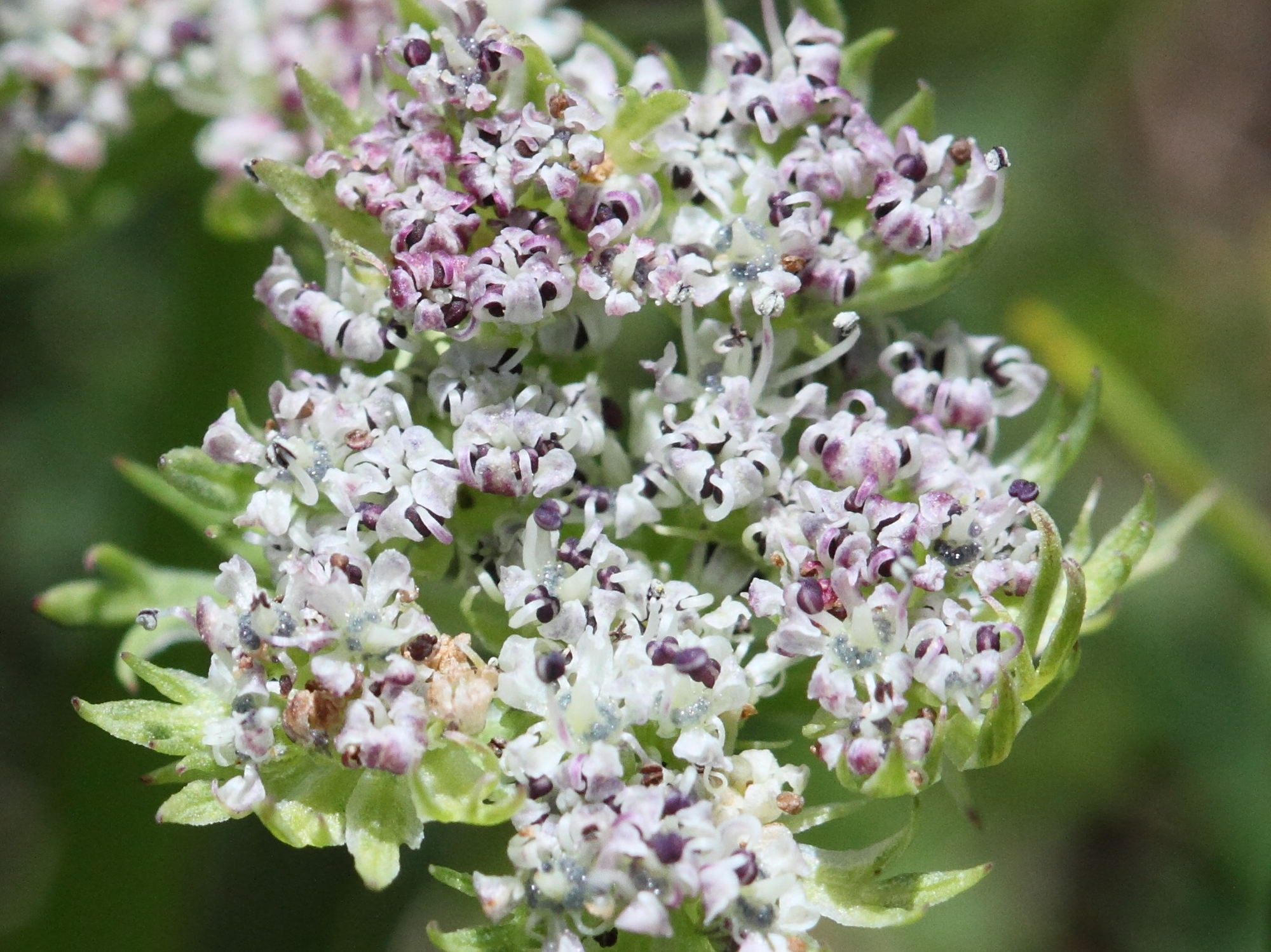 Afficher le média pachypleurum_mutellinoides2bd pachypleurum_mutellinoides2bd