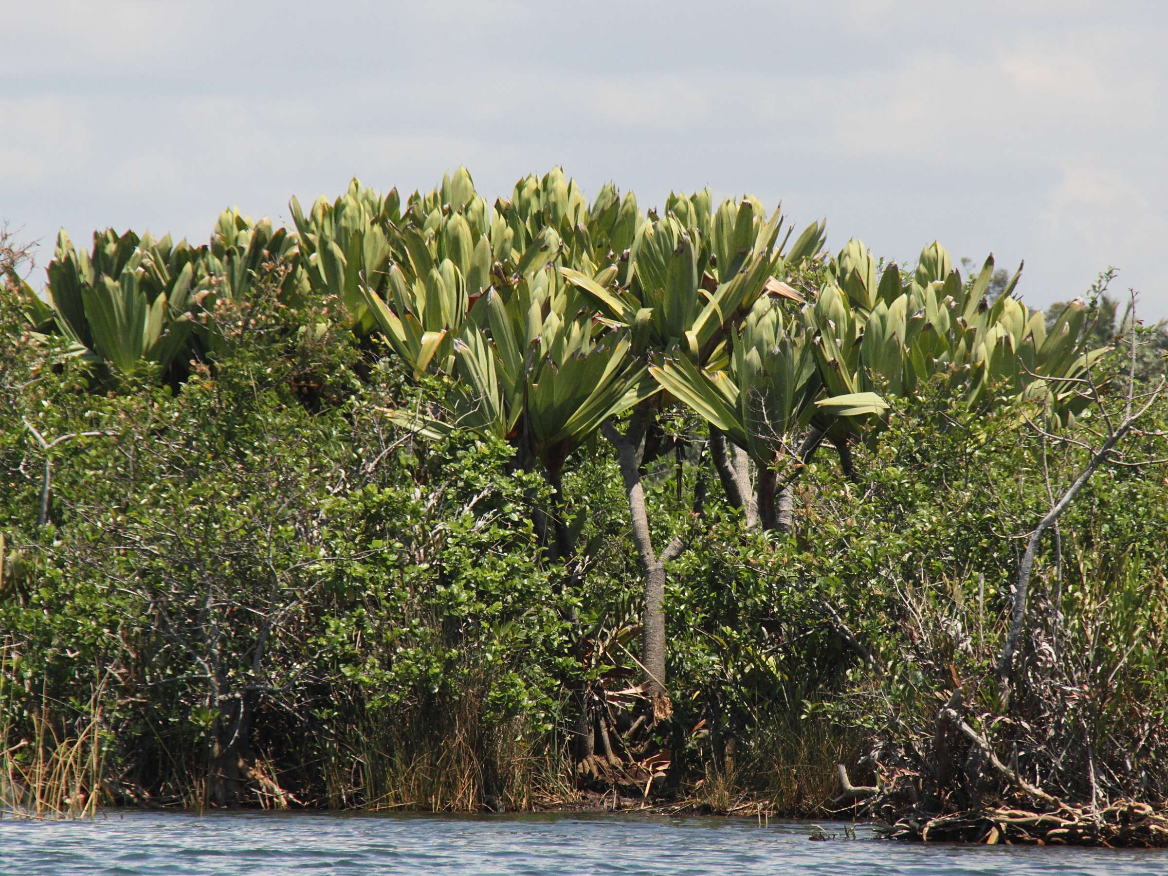 Afficher le média pandanus_platyphyllus2md pandanus_platyphyllus2md