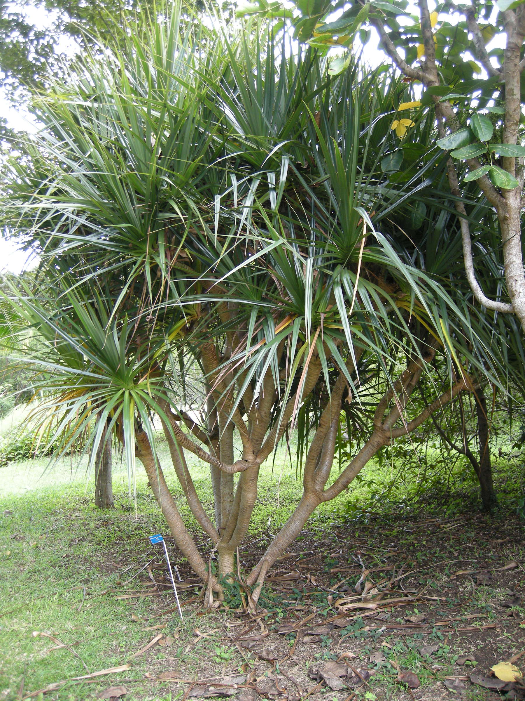 pandanus_sylvestris1md