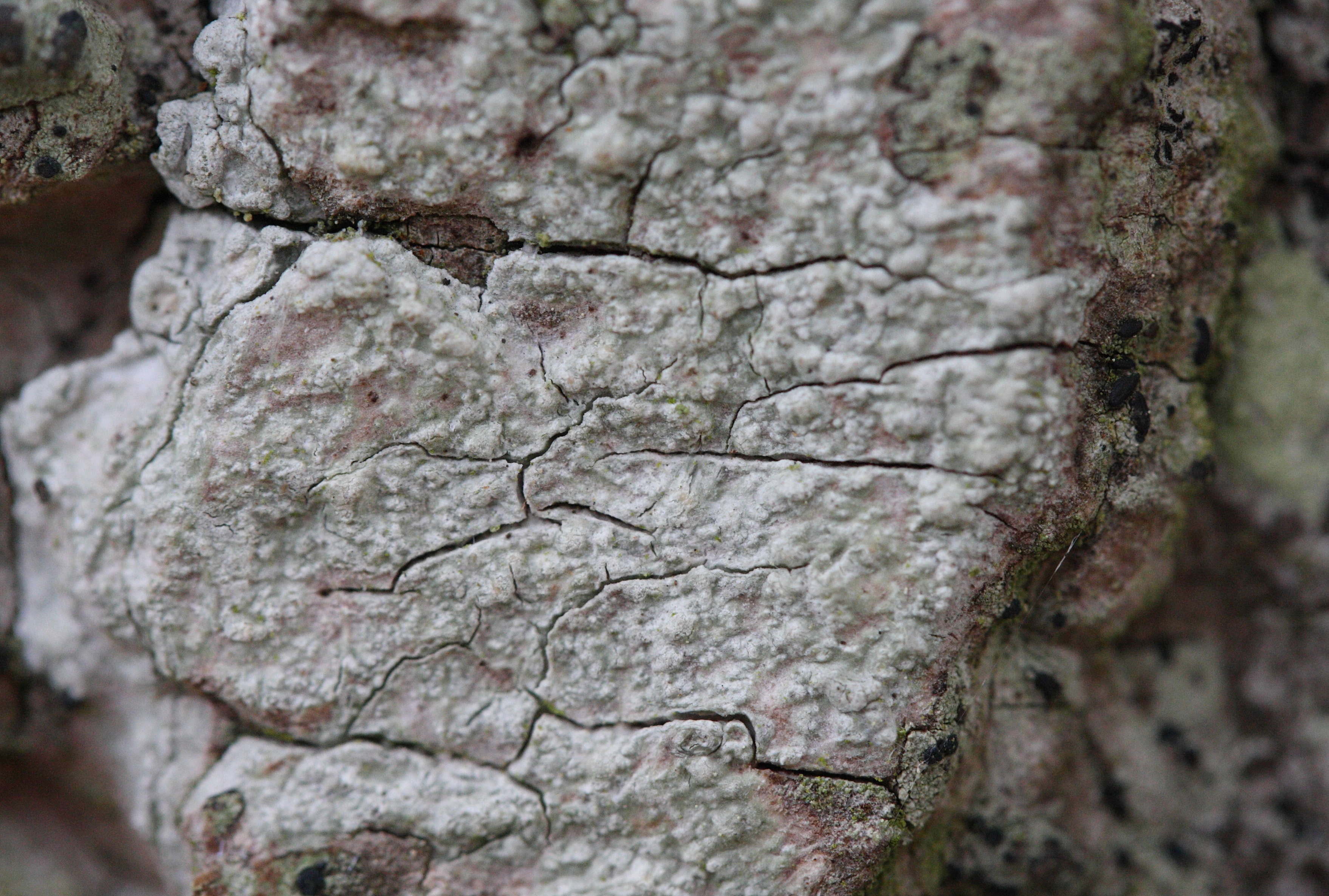 Afficher le média pertusaria_leioplaca1md pertusaria_leioplaca1md