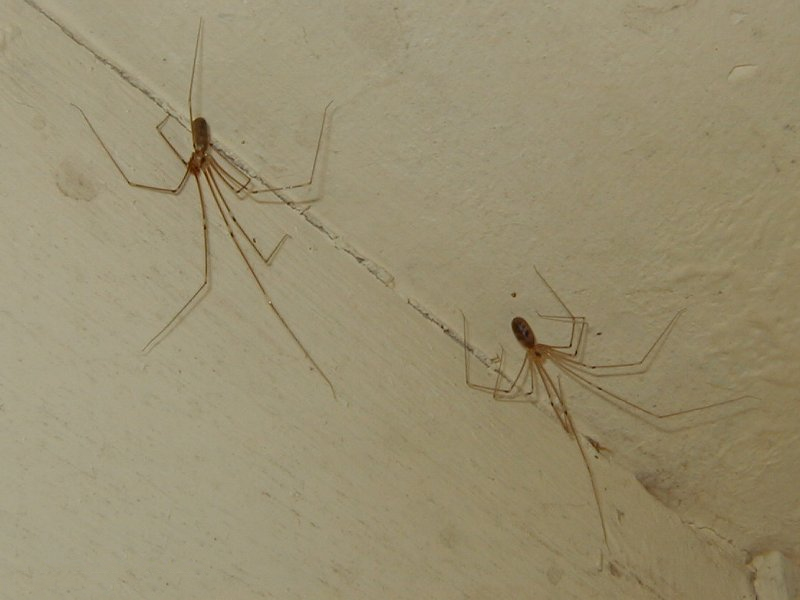 Pholcus_phalangioides