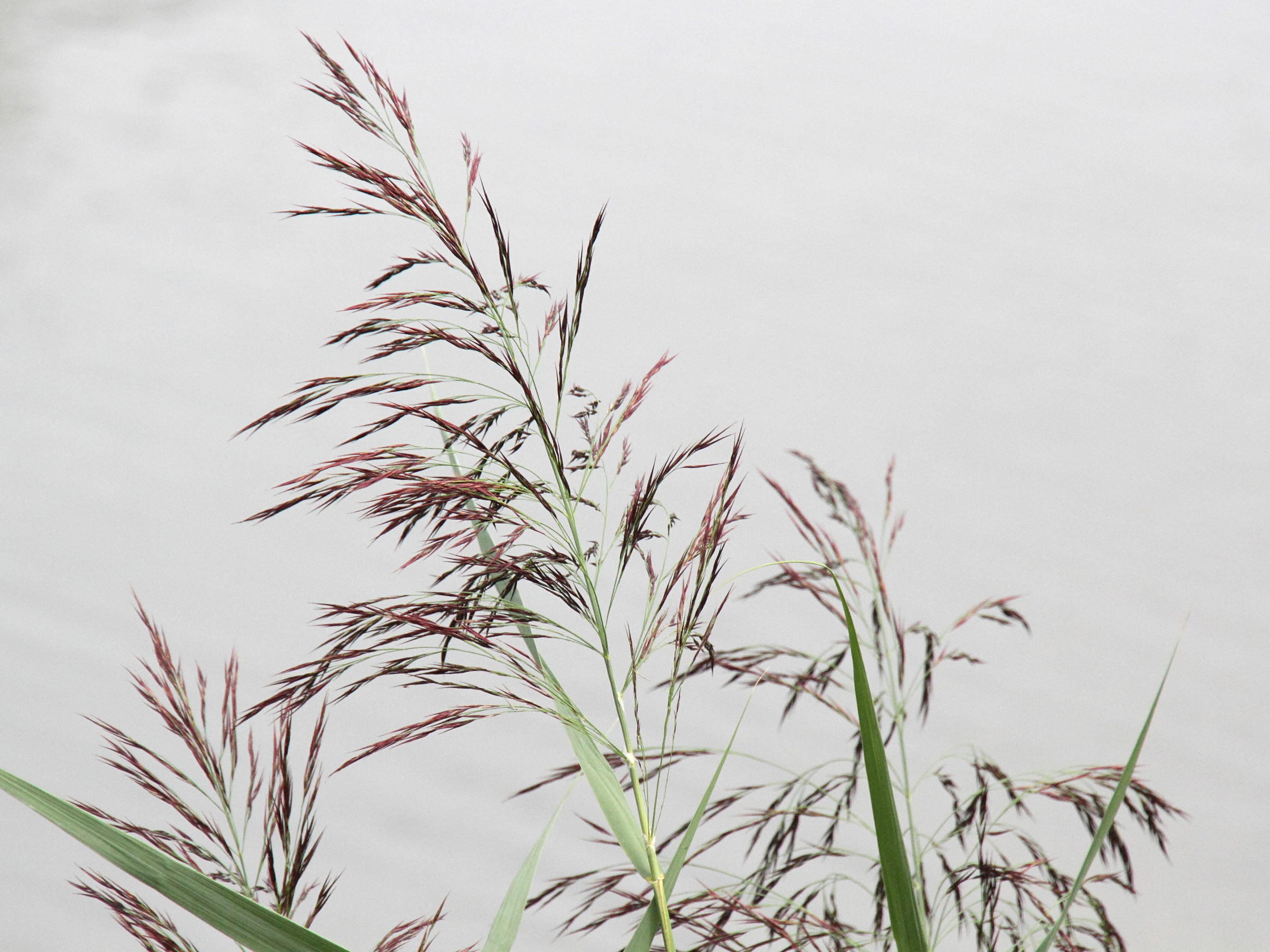 phragmites_australis2md