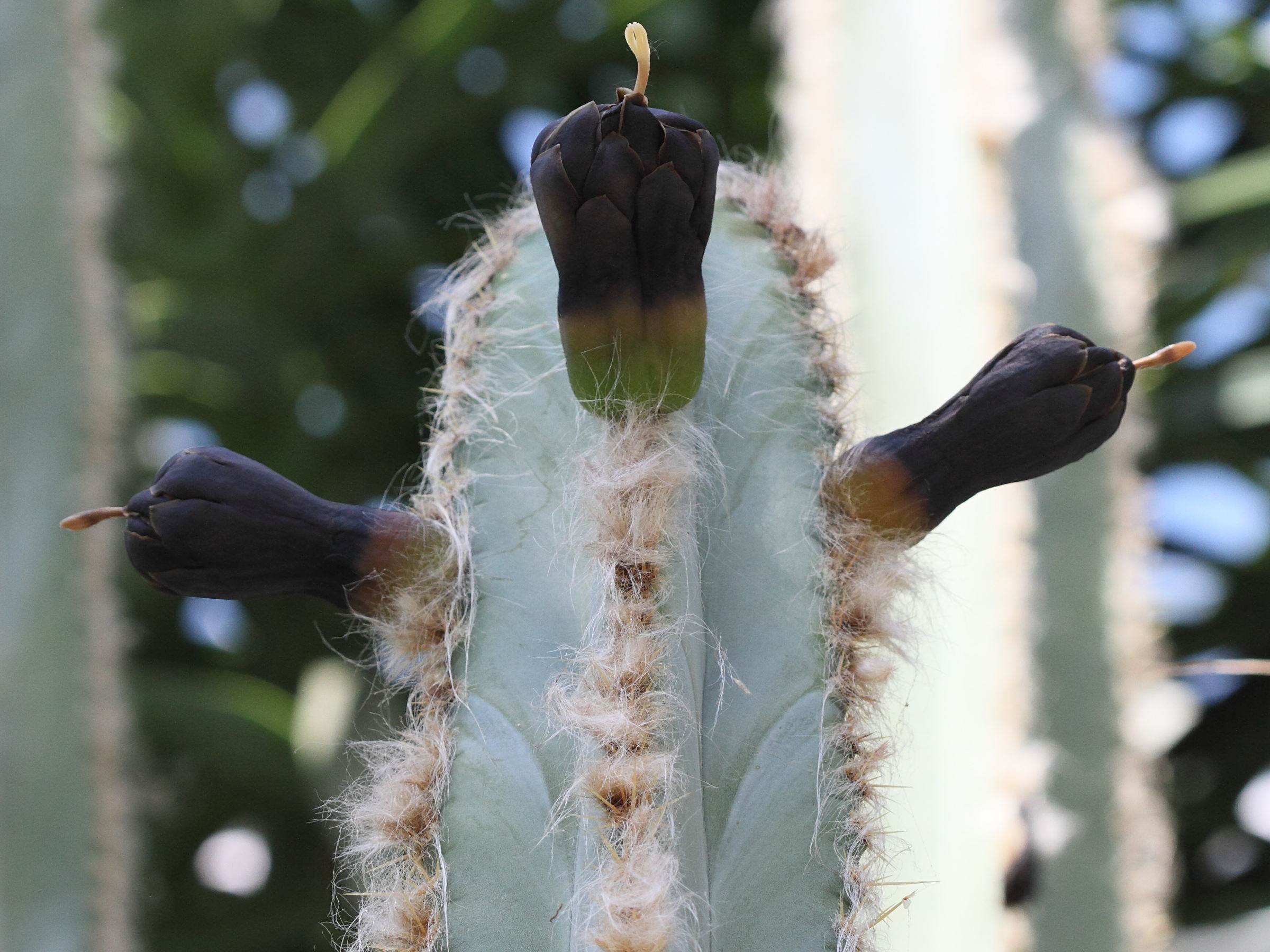 pilosocereus_catingicola2bd