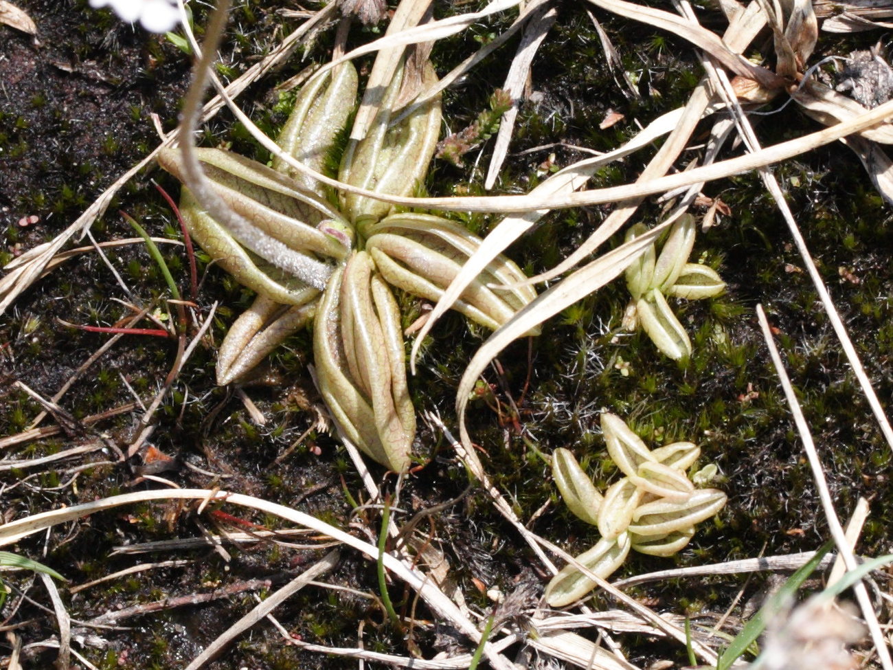 pinguicula_lusitanica4md