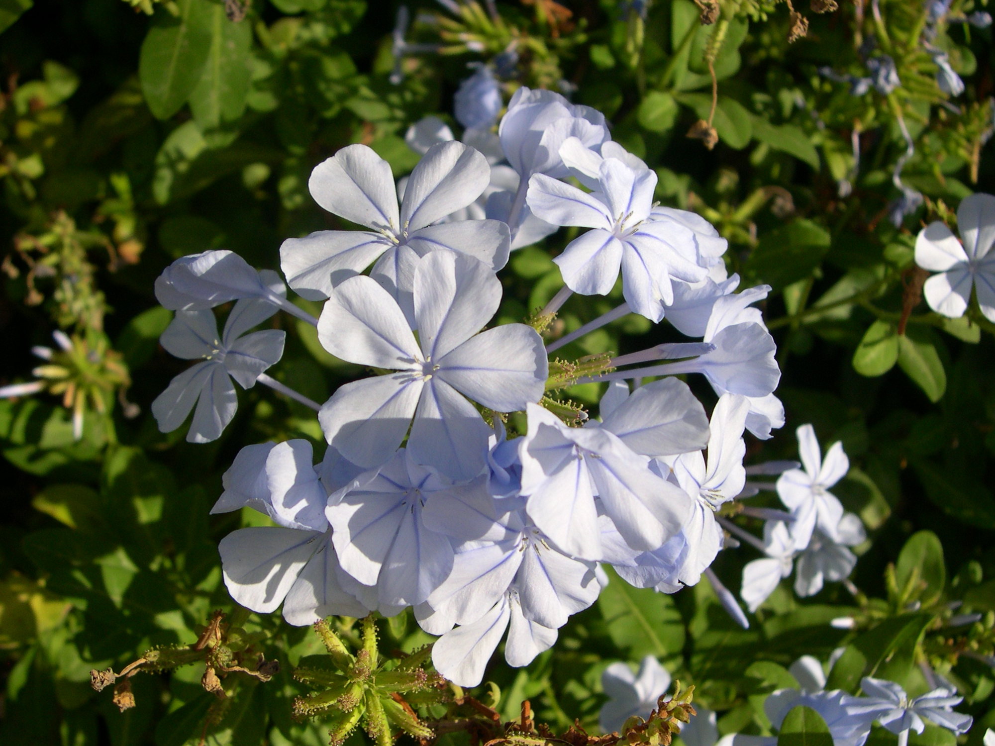 Afficher le média plumbago_auriculata2md plumbago_auriculata2md