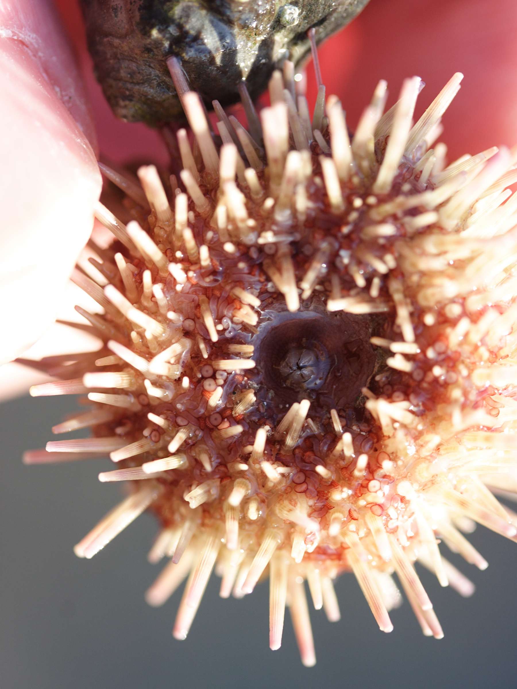 Afficher le média psammechinus_miliaris3md psammechinus_miliaris3md