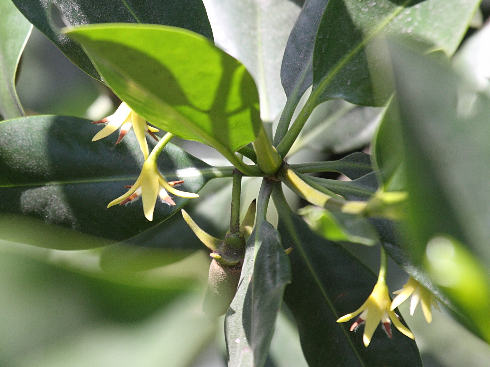 rhizophora_mangle1bd