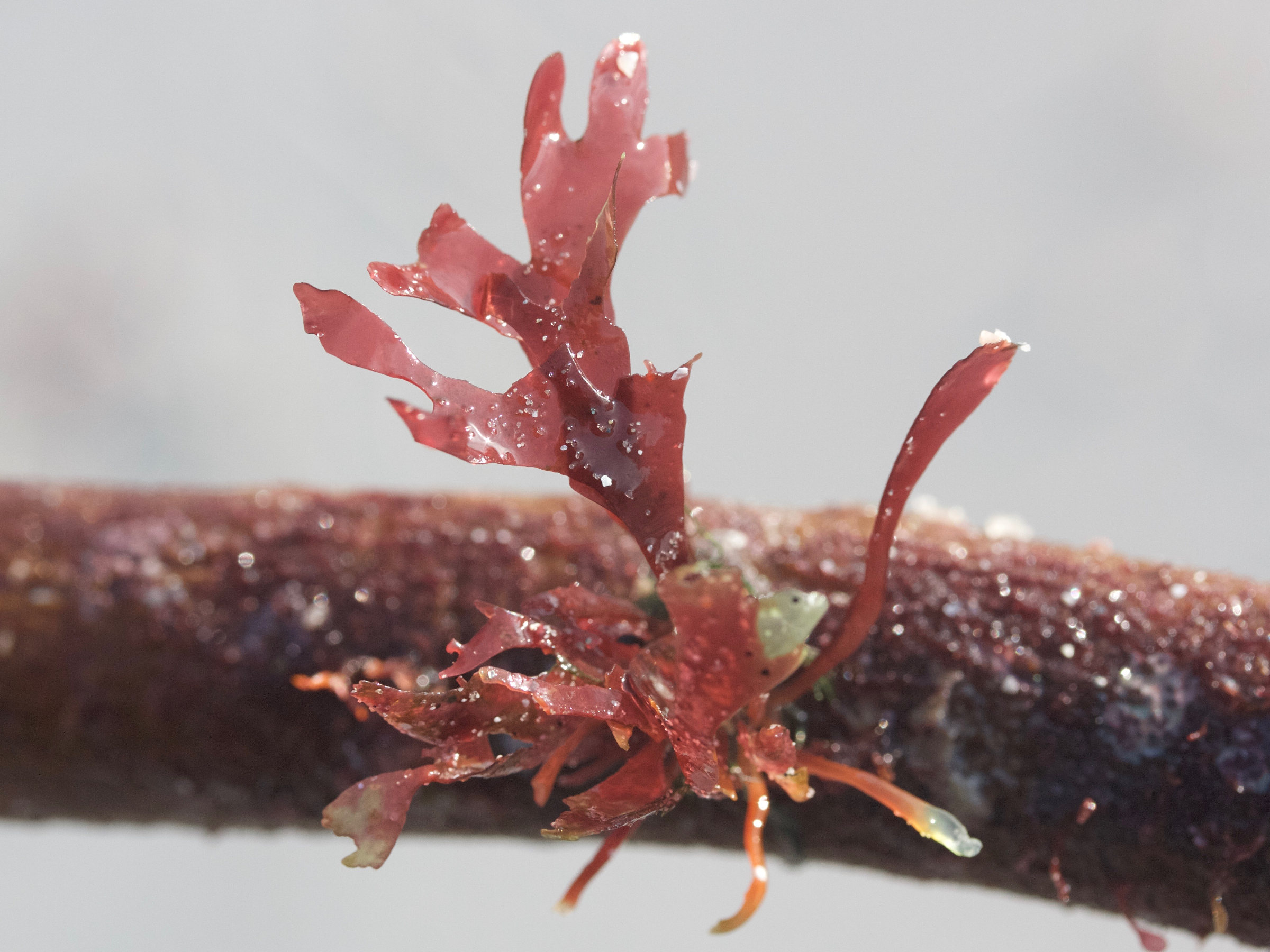 rhodymenia_pseudopalmata2md