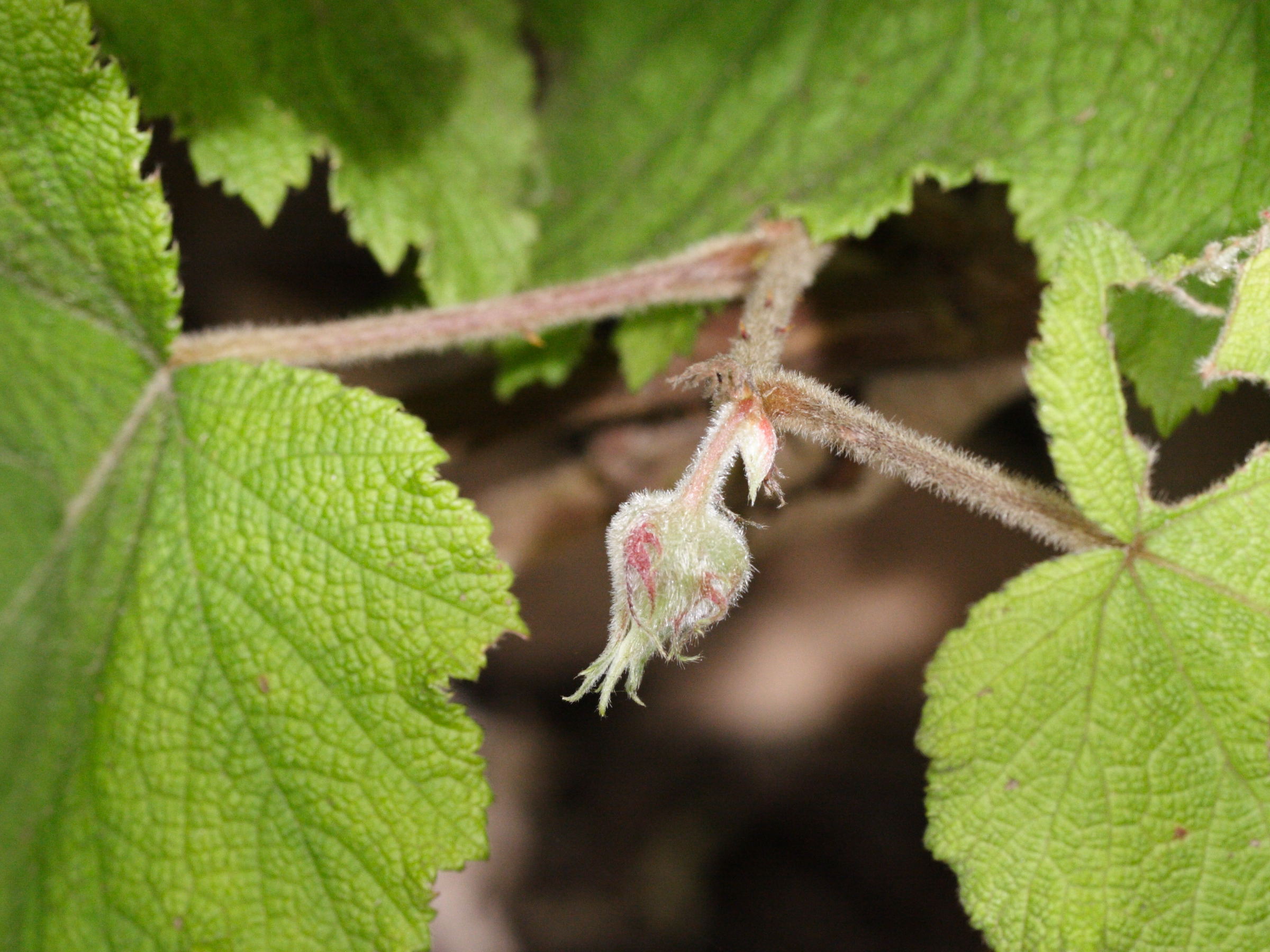 rubus_alceifolius5md