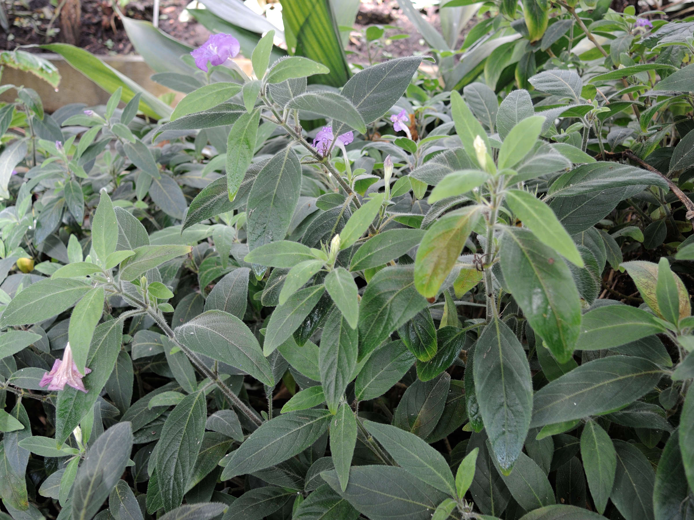 ruellia_dipteracanthus1md