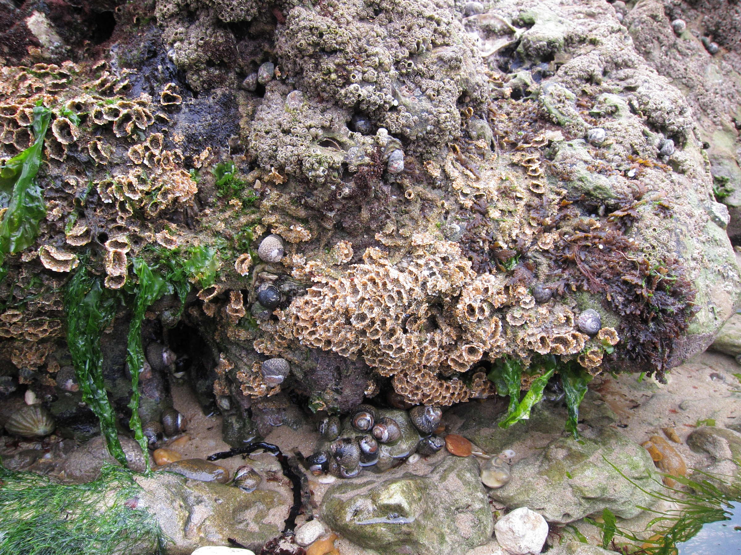 sabellaria_alveolata1md