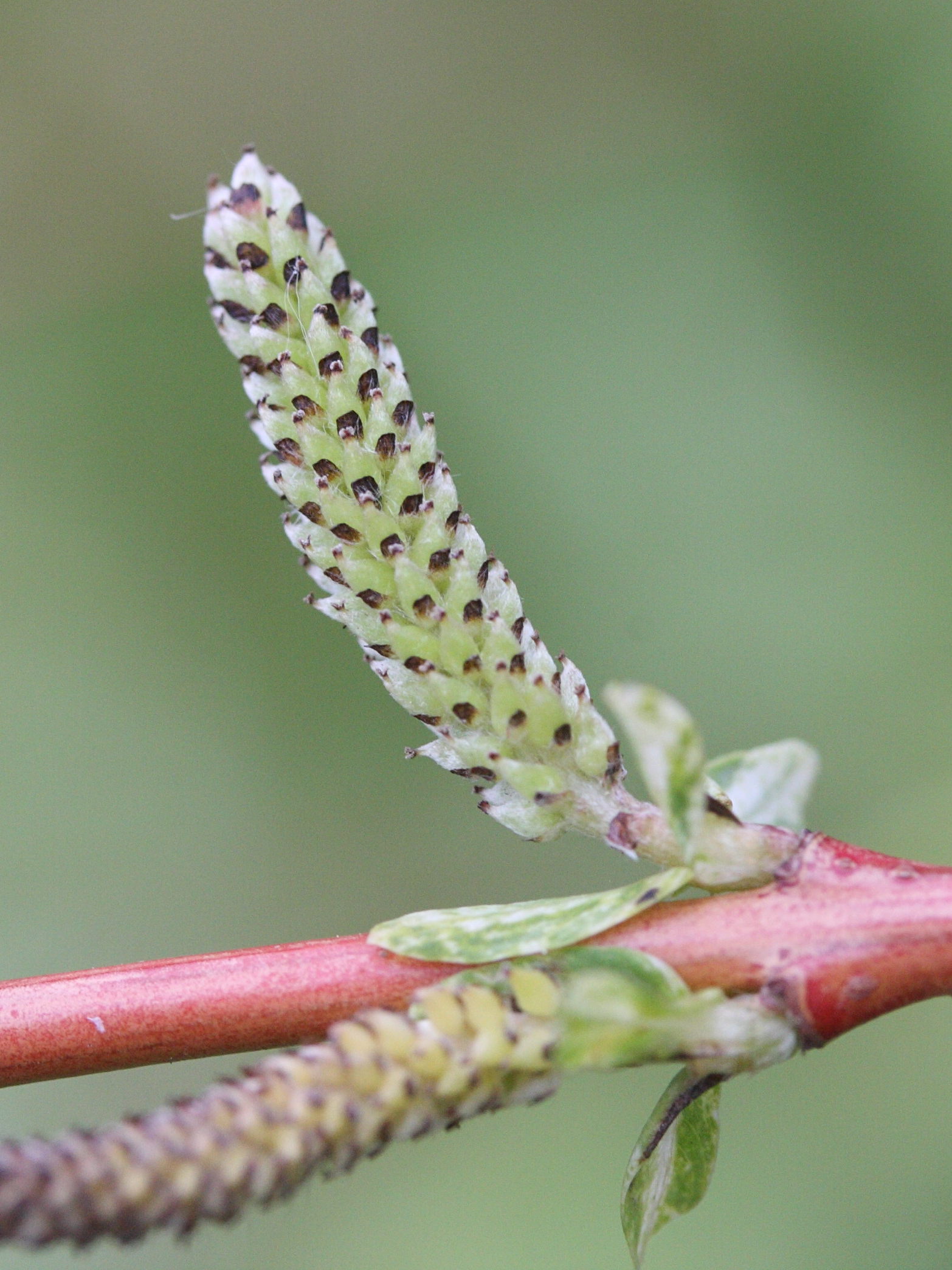 Afficher le média salix_integra_hakuro-nichiki3md salix_integra_hakuro-nichiki3md