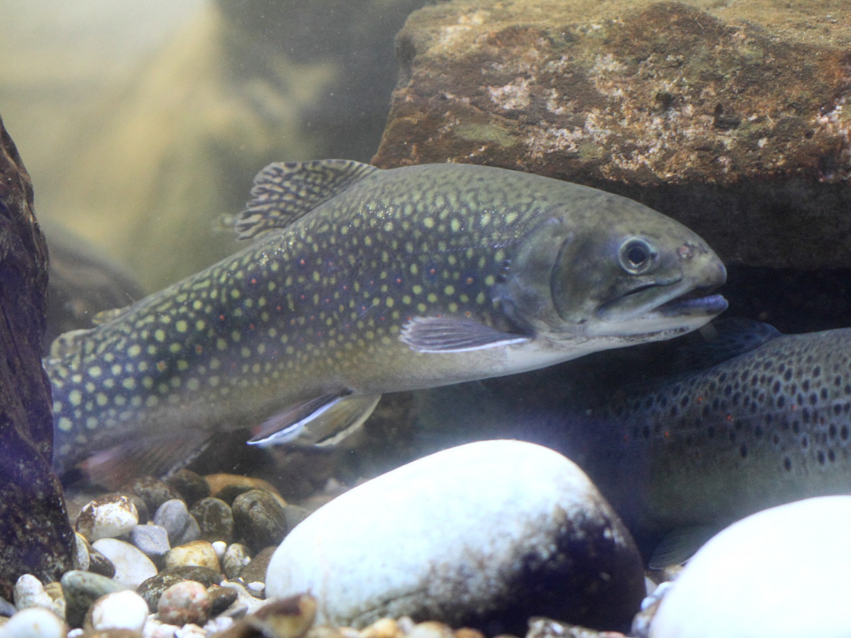 salvelinus_fontinalis4bd