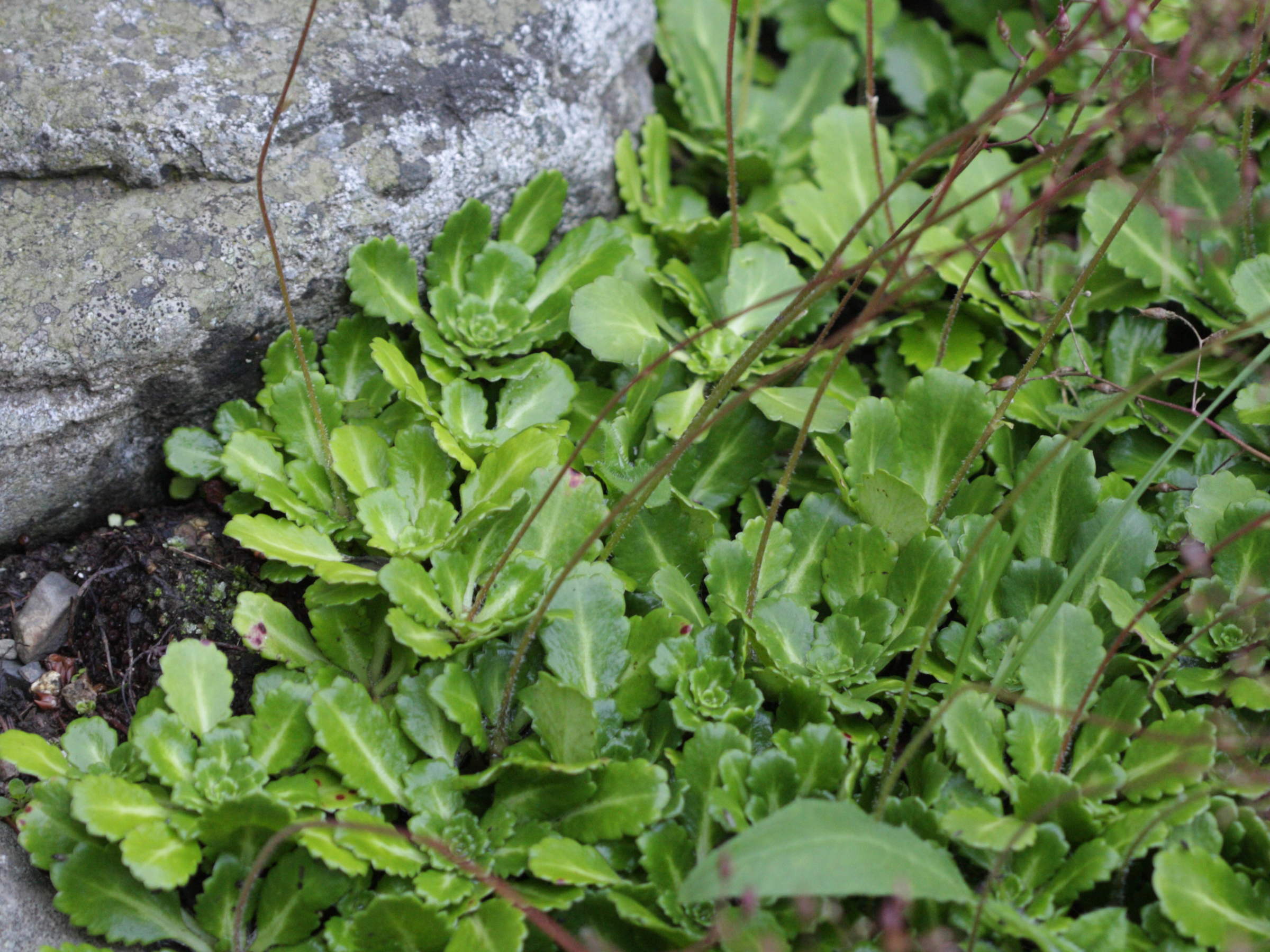 saxifraga_umbrosa1bd