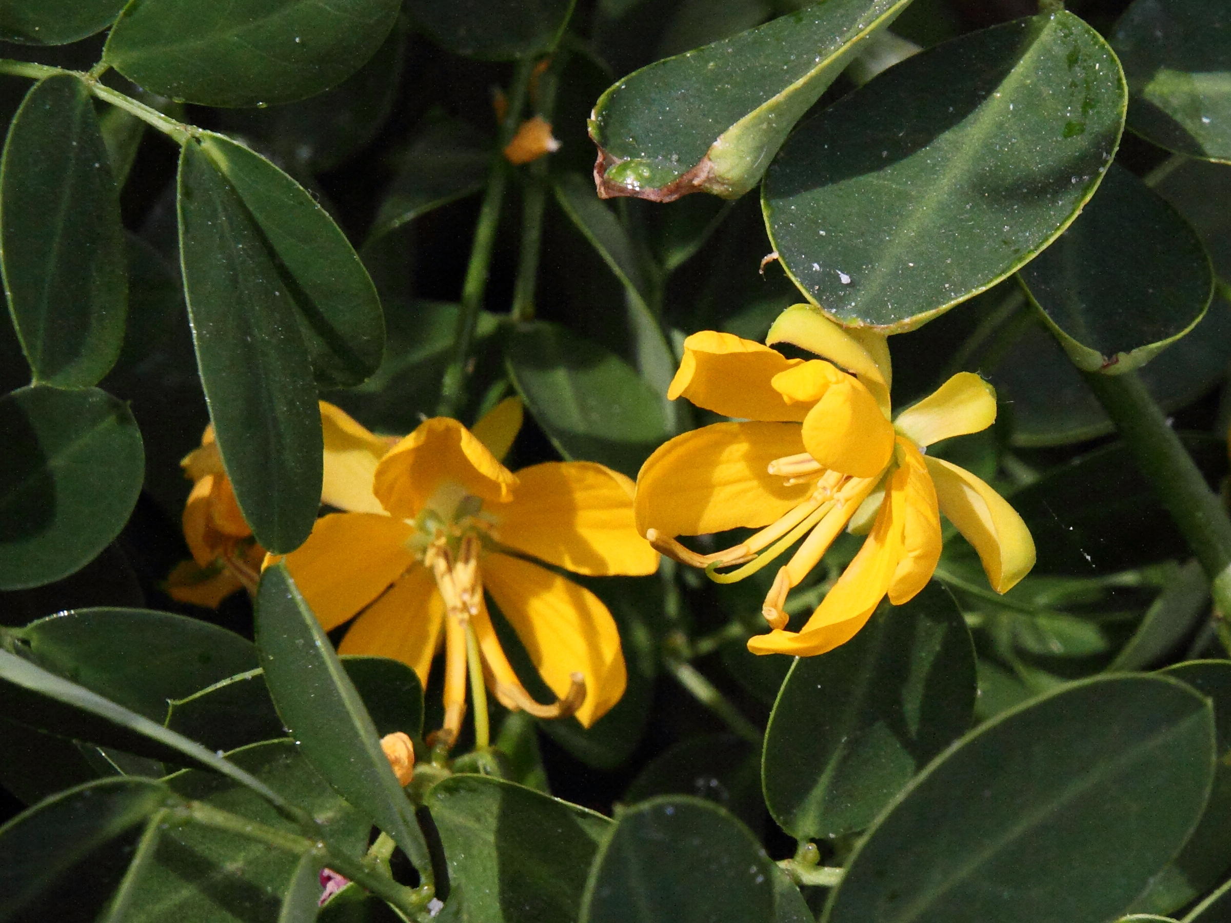 senna_bicapsularis2md