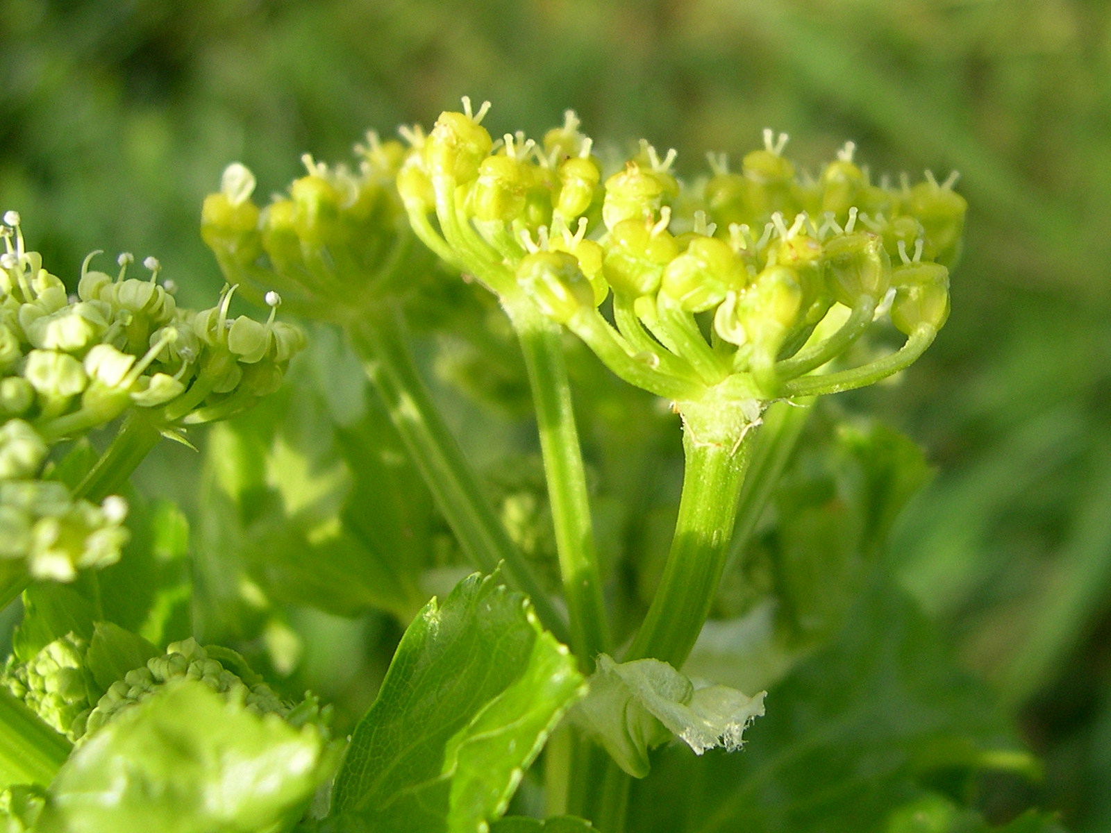 smyrnium_olusatrum5md