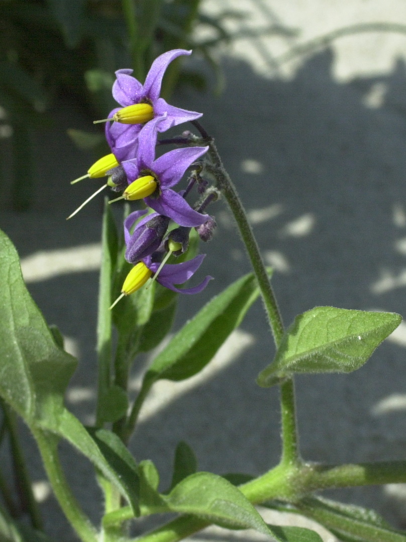 Afficher le média solanum_dulcamara2amd solanum_dulcamara2amd
