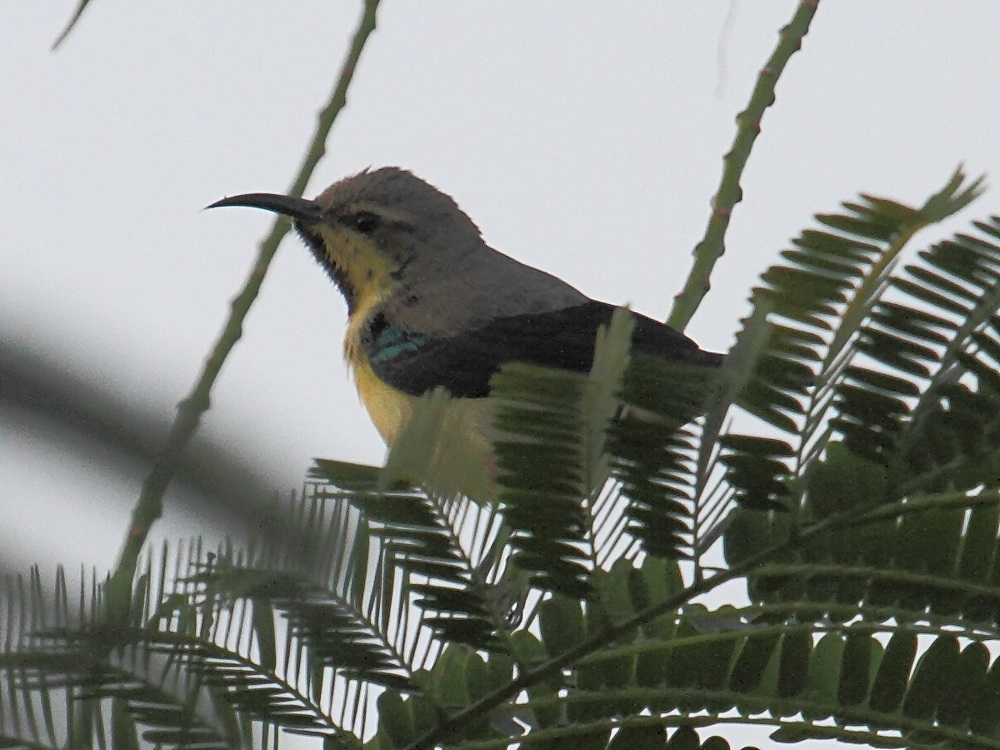 souimanga_asiatique_-_cinnyris_asiaticus1bd