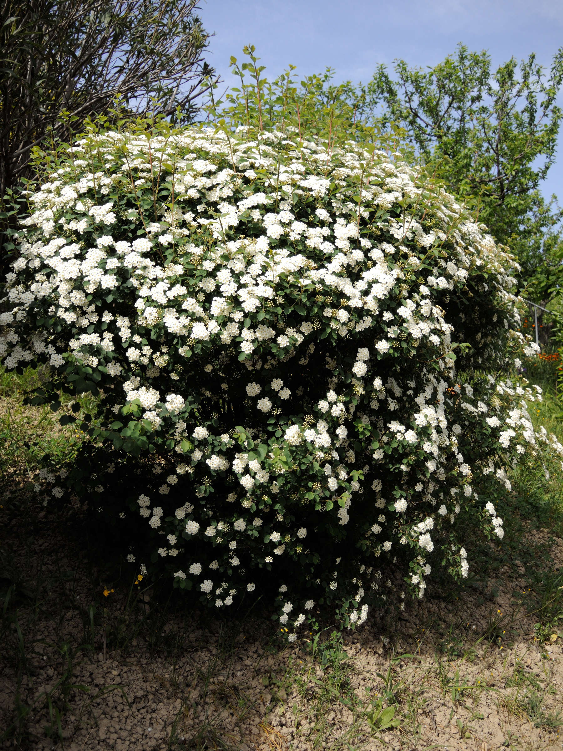 spiraea_x_vanhouttei1md