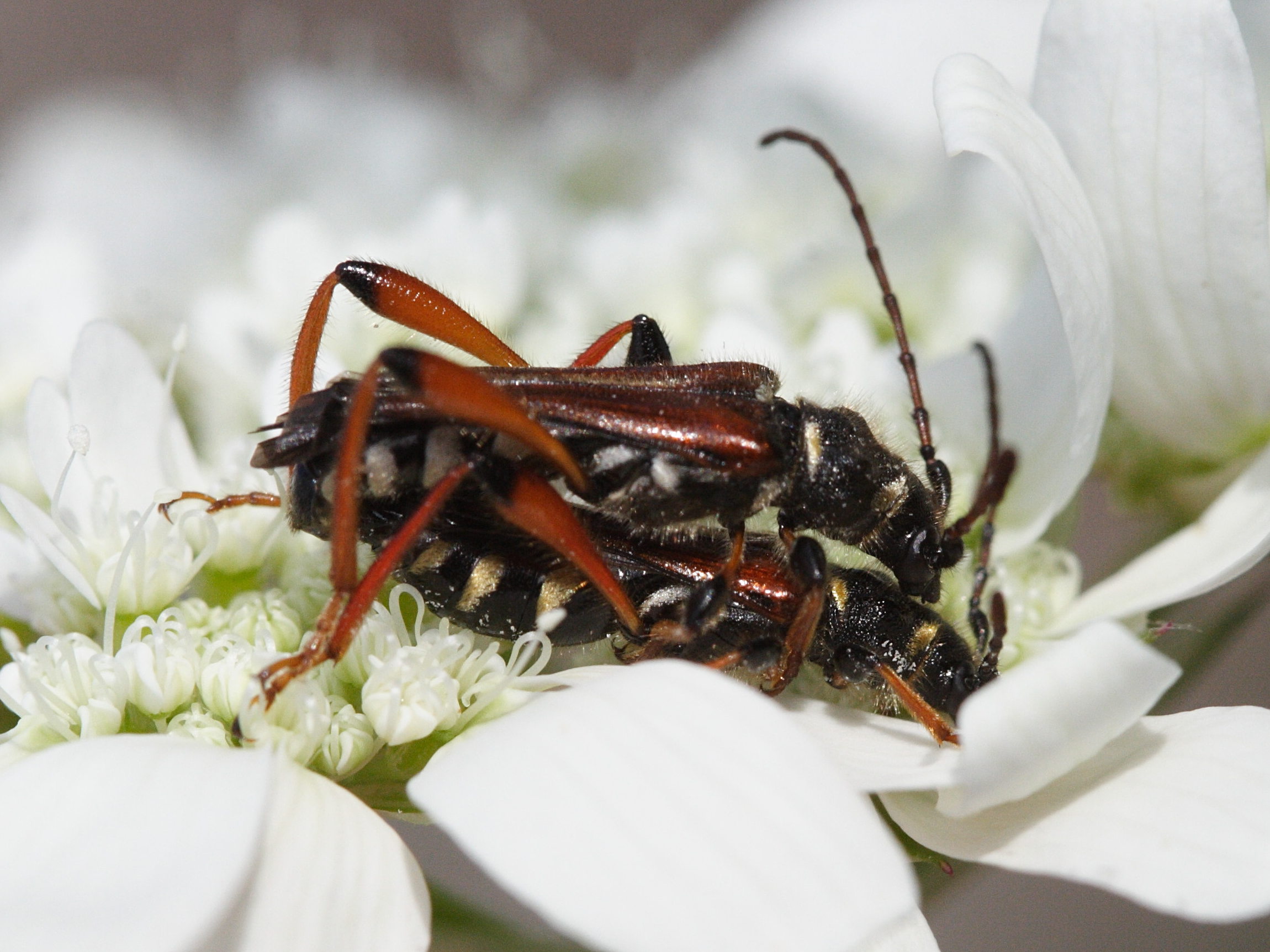 stenopterus_rufus4md