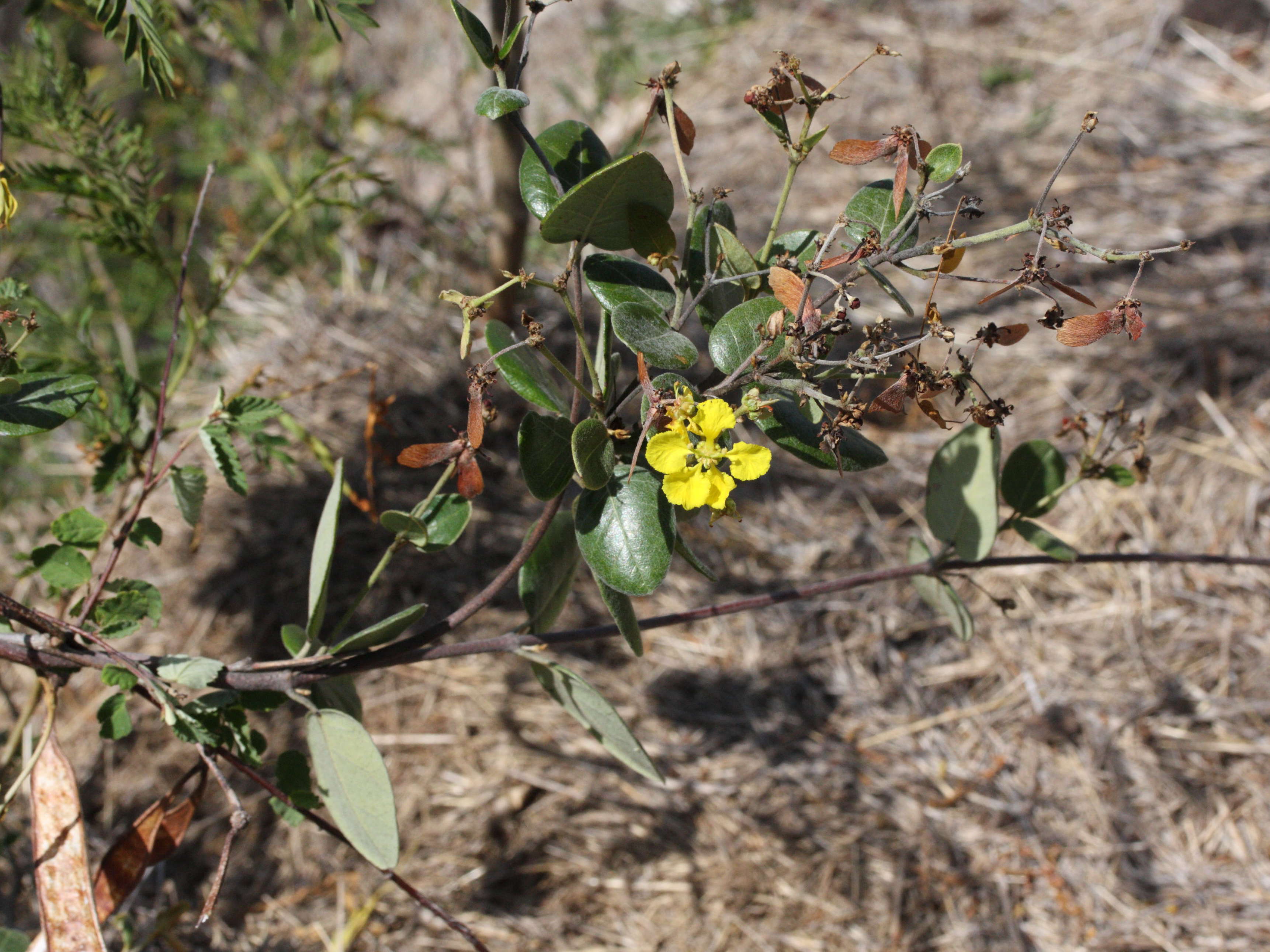 stigmaphyllon_diversifolium3md