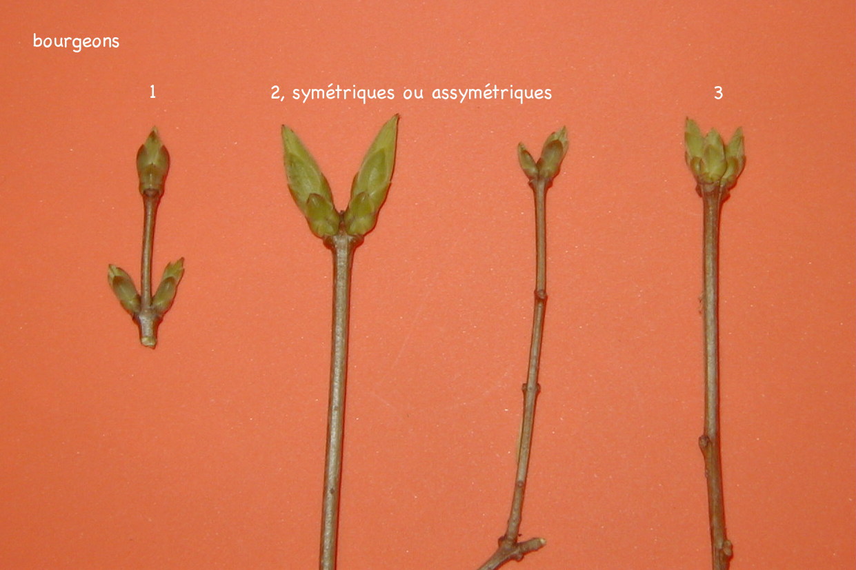 syringa_vulgaris4md