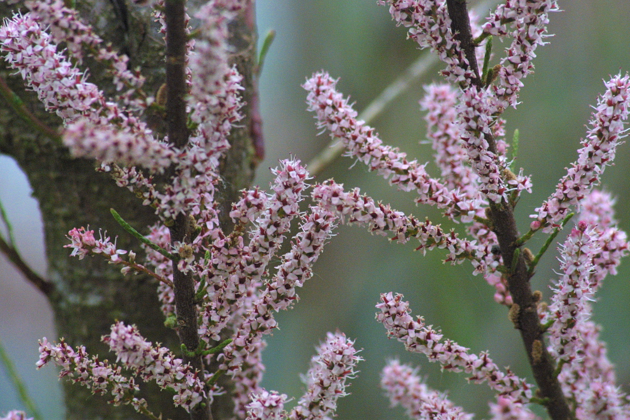 tamarix_tetrandra1md