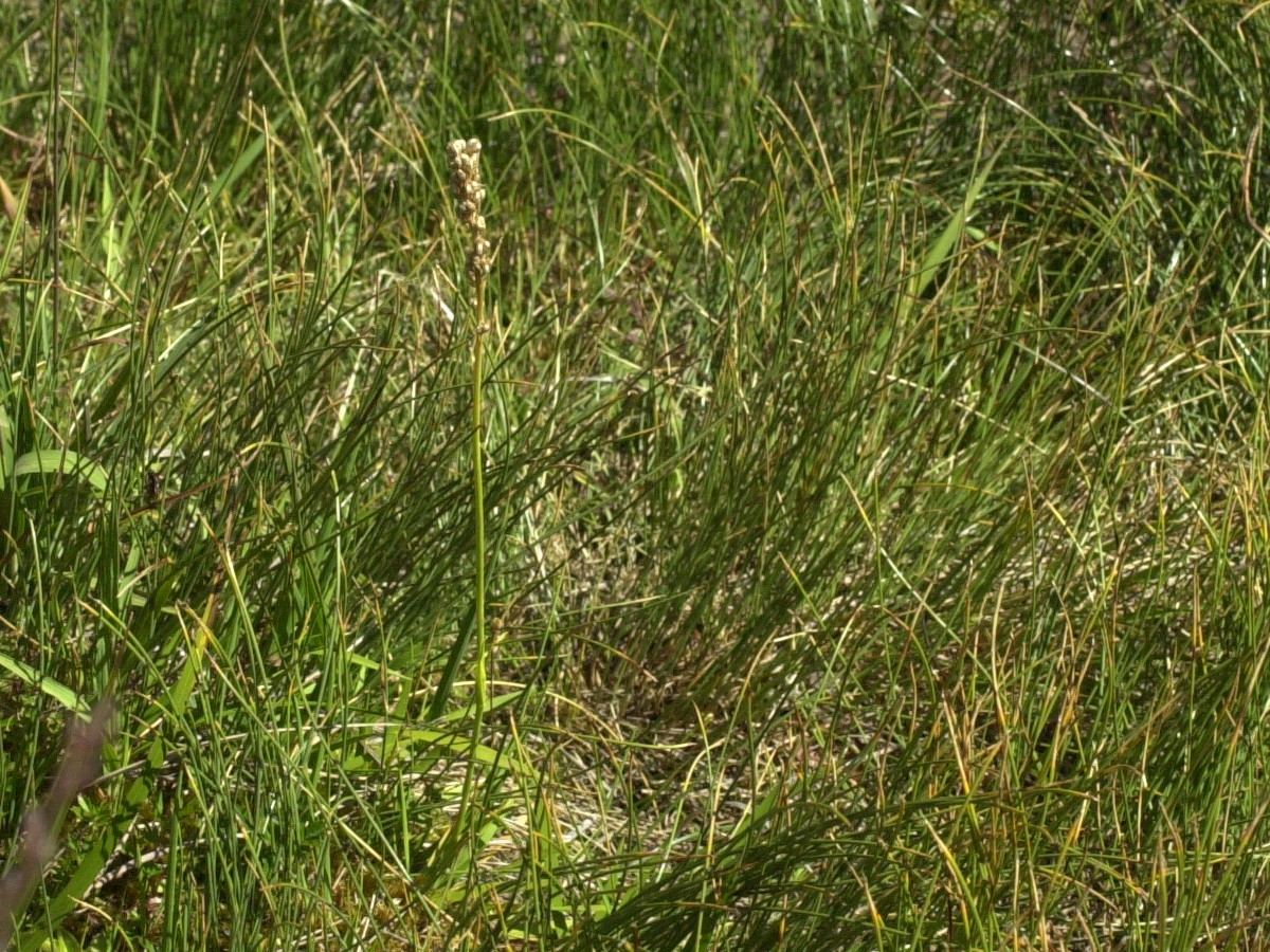 Afficher le média Tofieldia_calyculata Tofieldia_calyculata