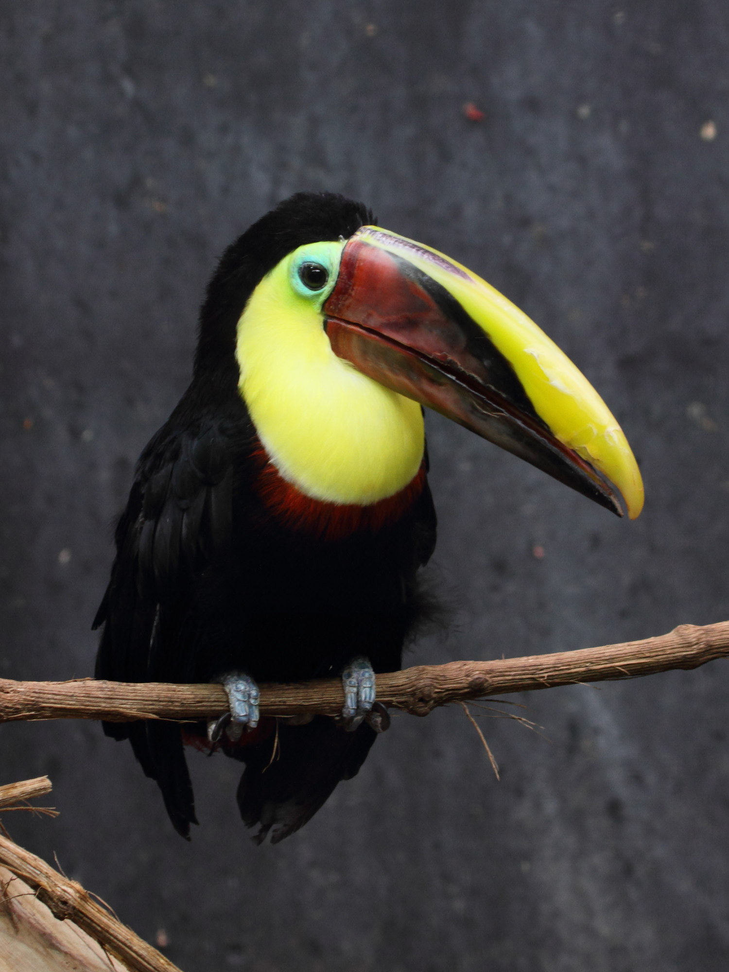 toucan_de_swainson_-_ramphastos_swainsonii3bd