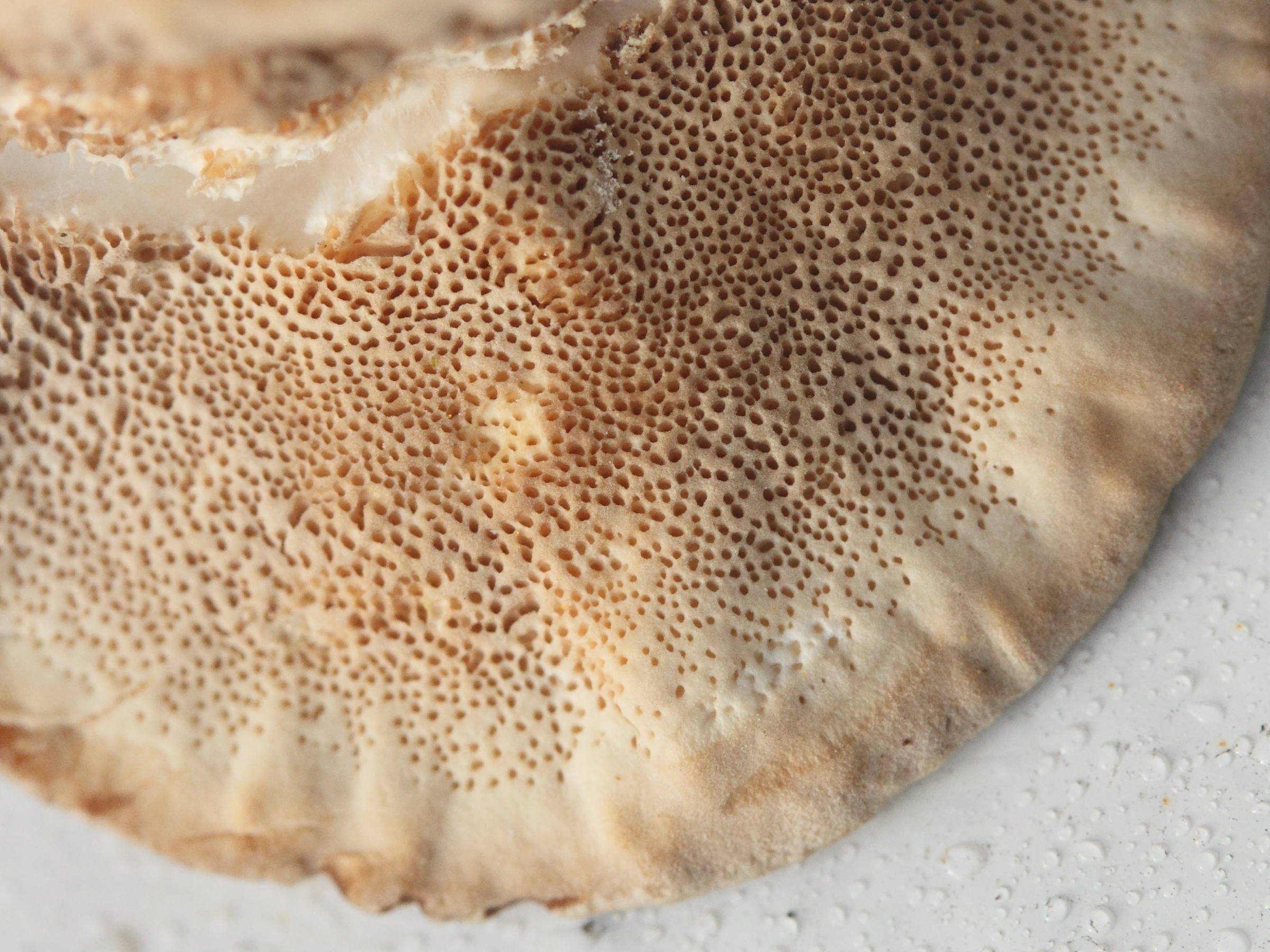 Afficher le média trametes_versicolor4md trametes_versicolor4md